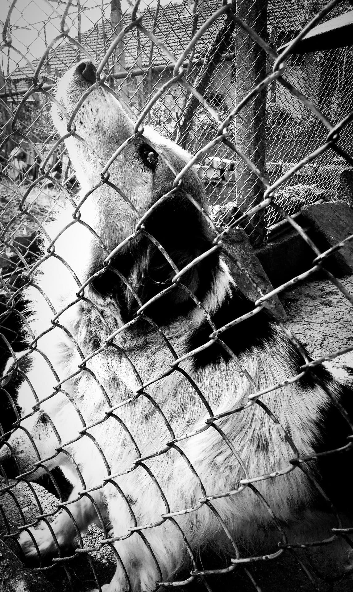 my dog