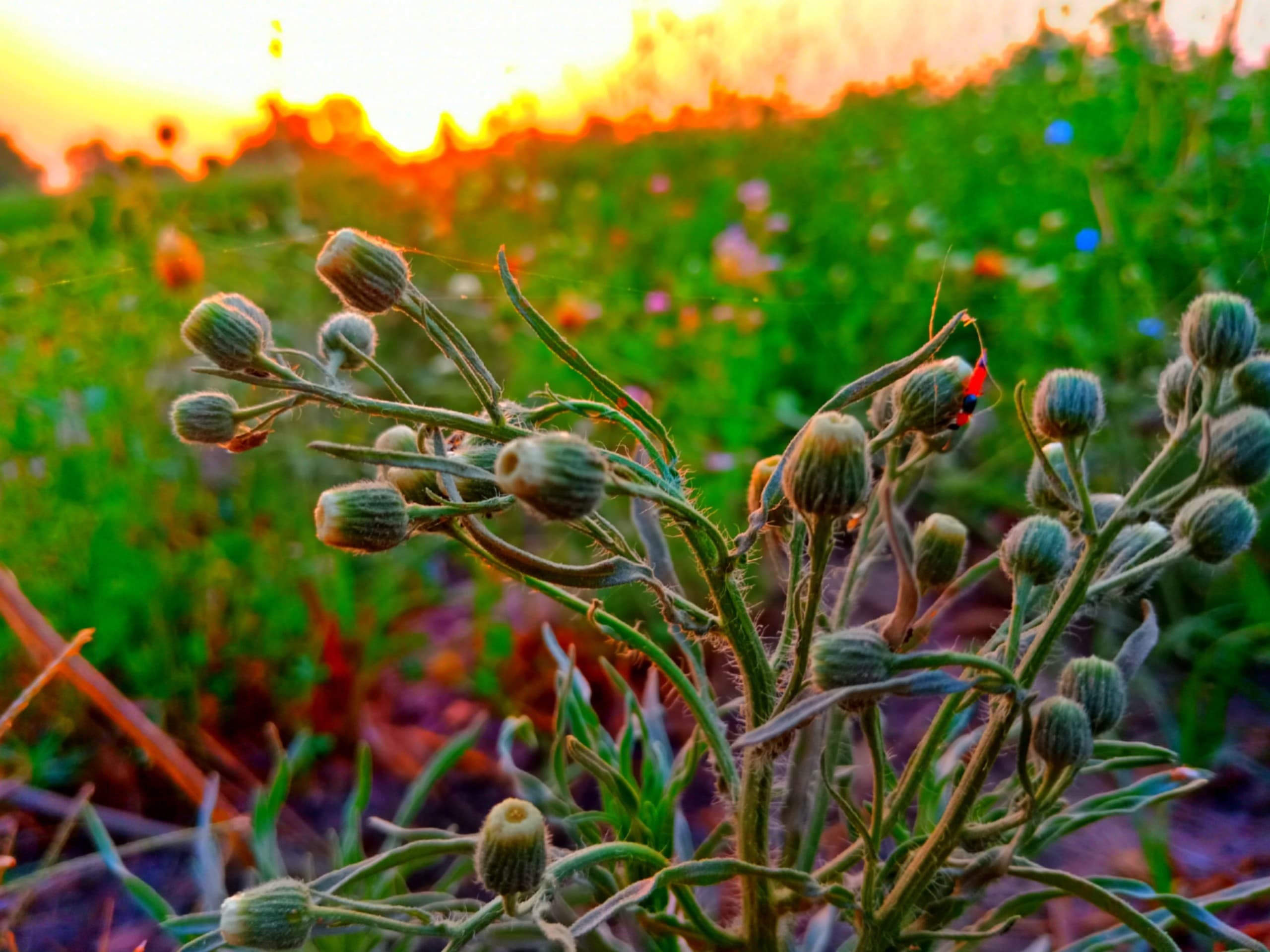Sunrise
