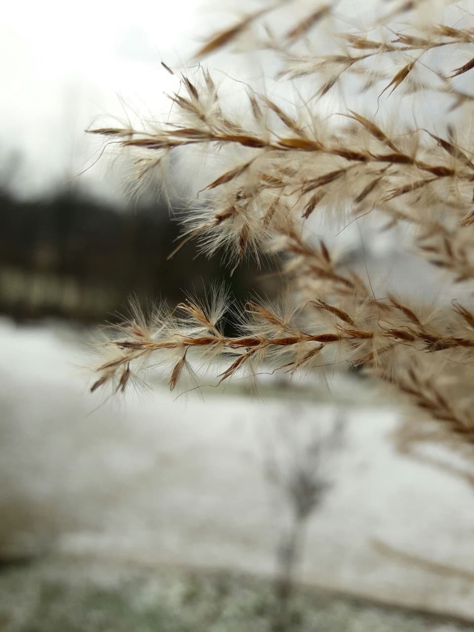 Snow Morning