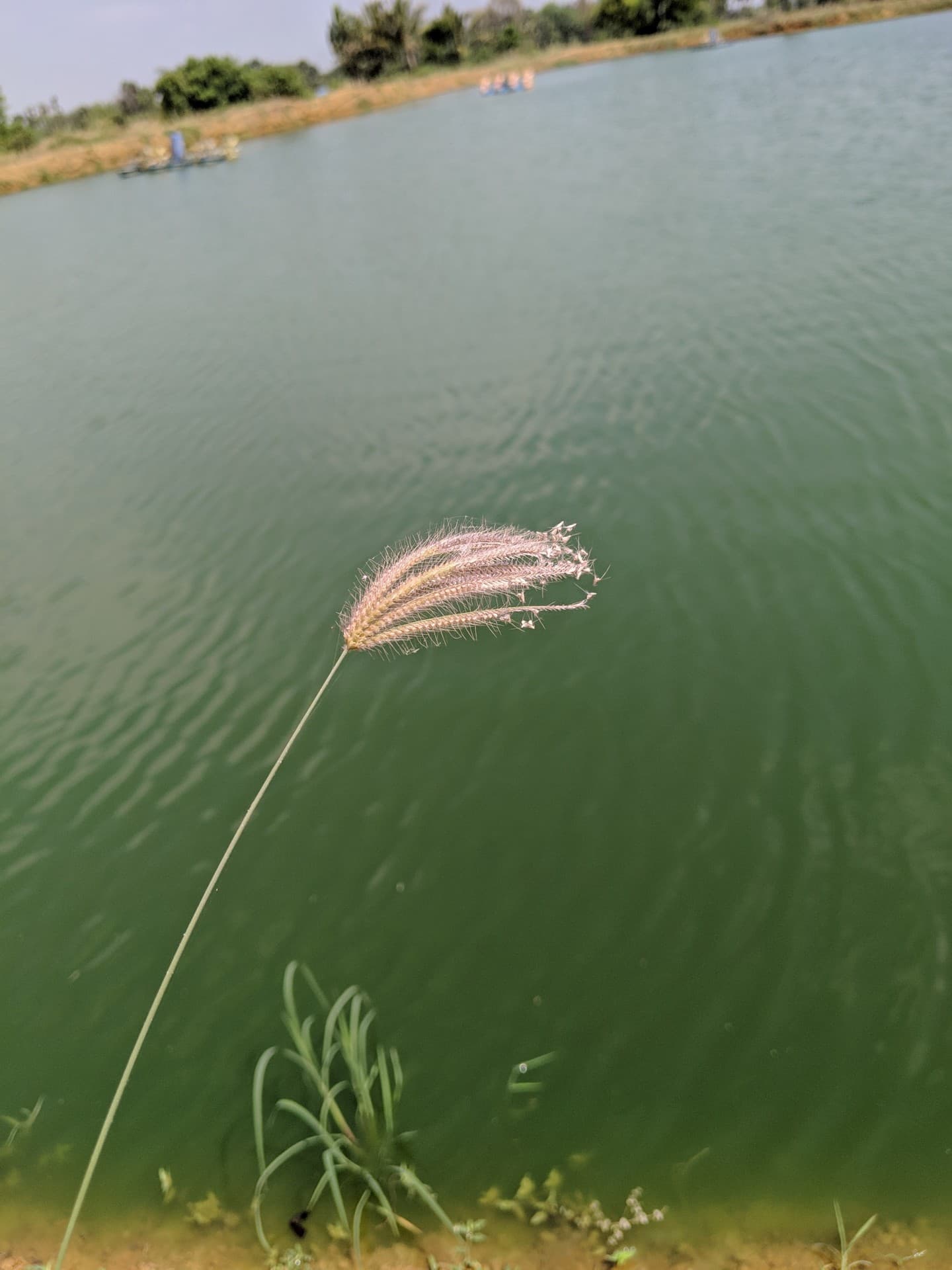 Grass