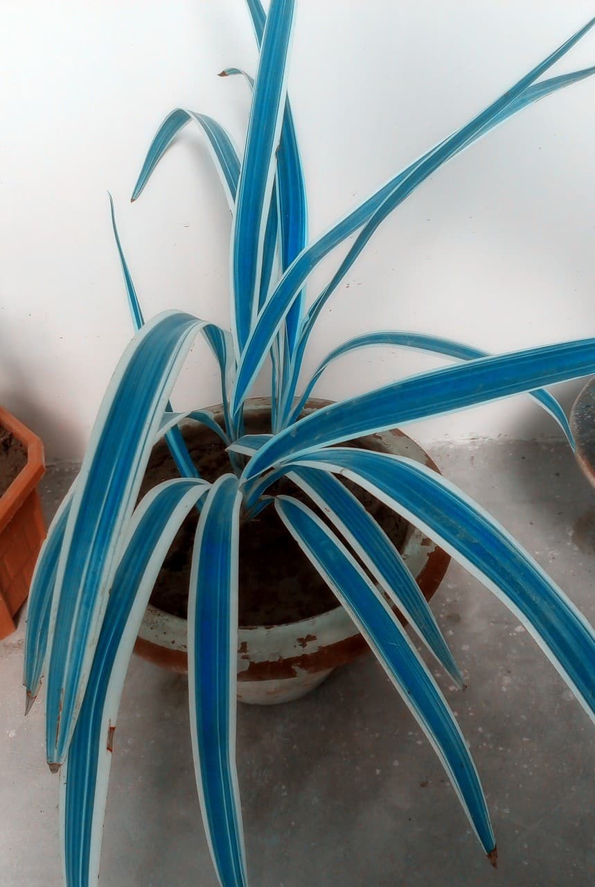 plant