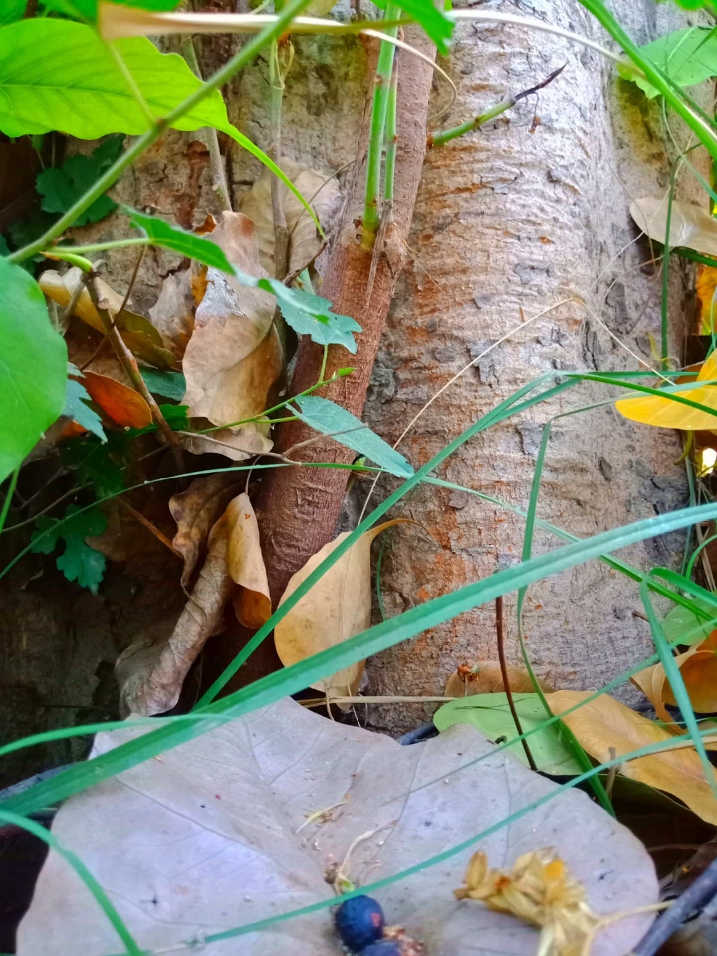 Leaves and Stem