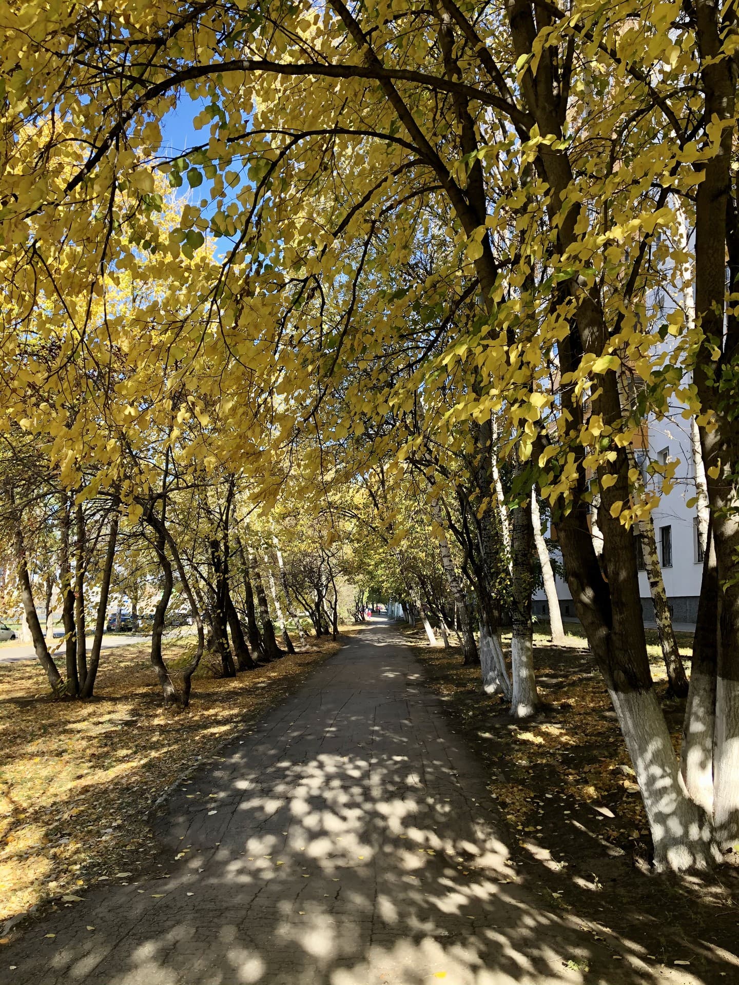 The Golden alley