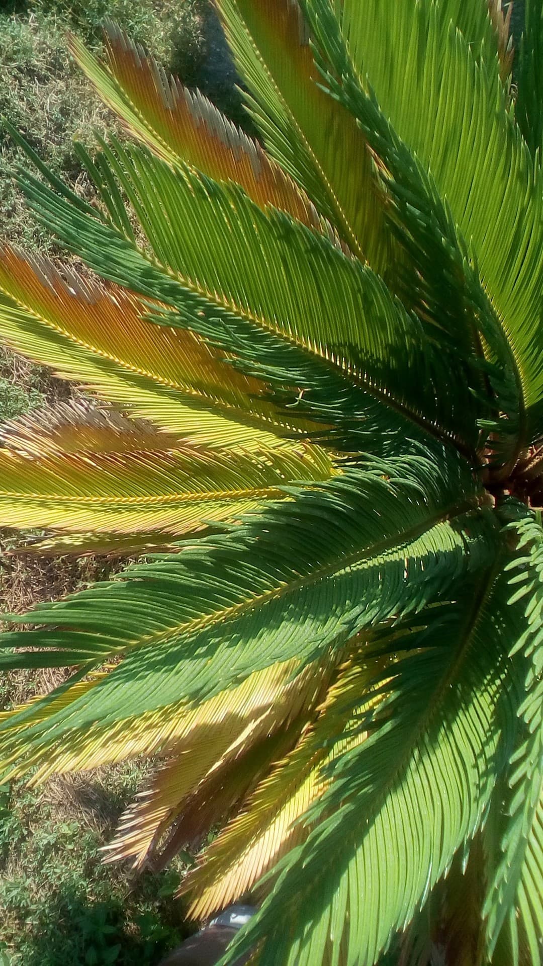 palm