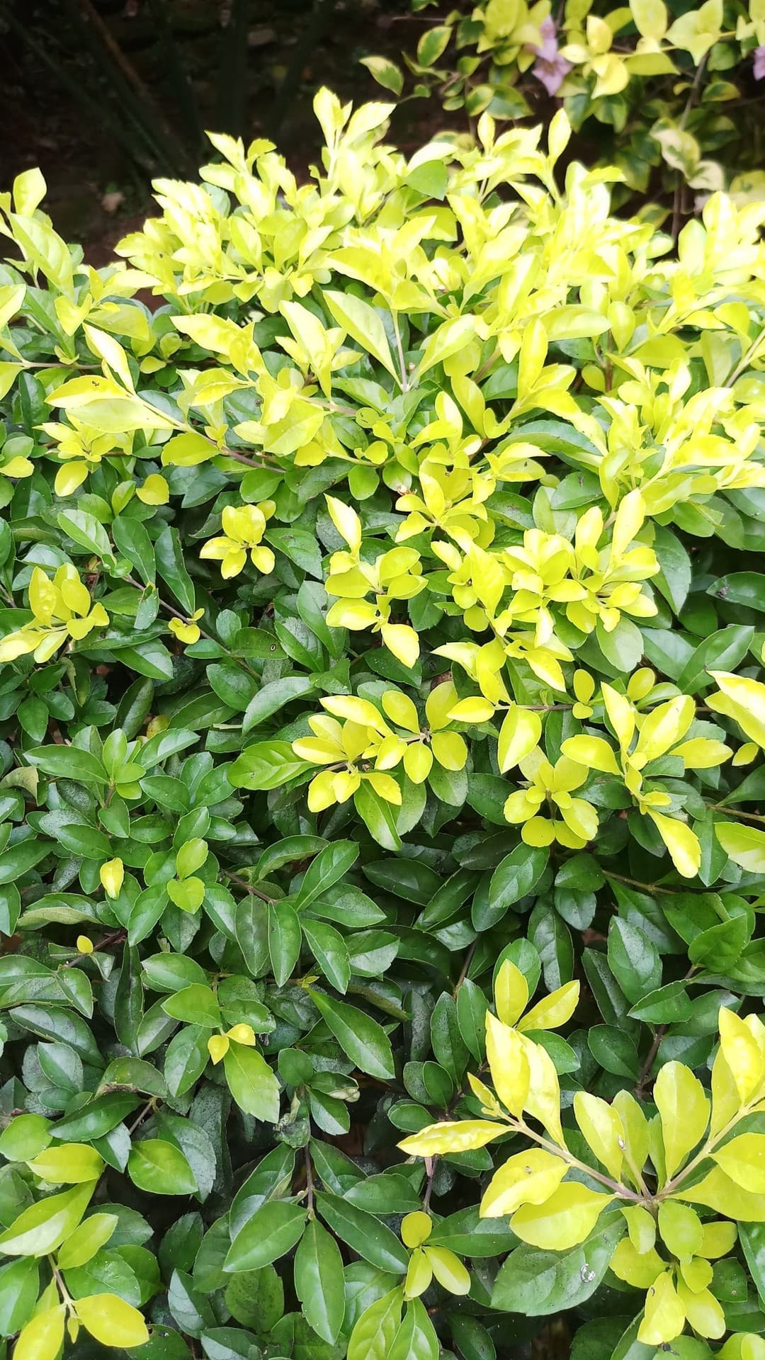 Green bell