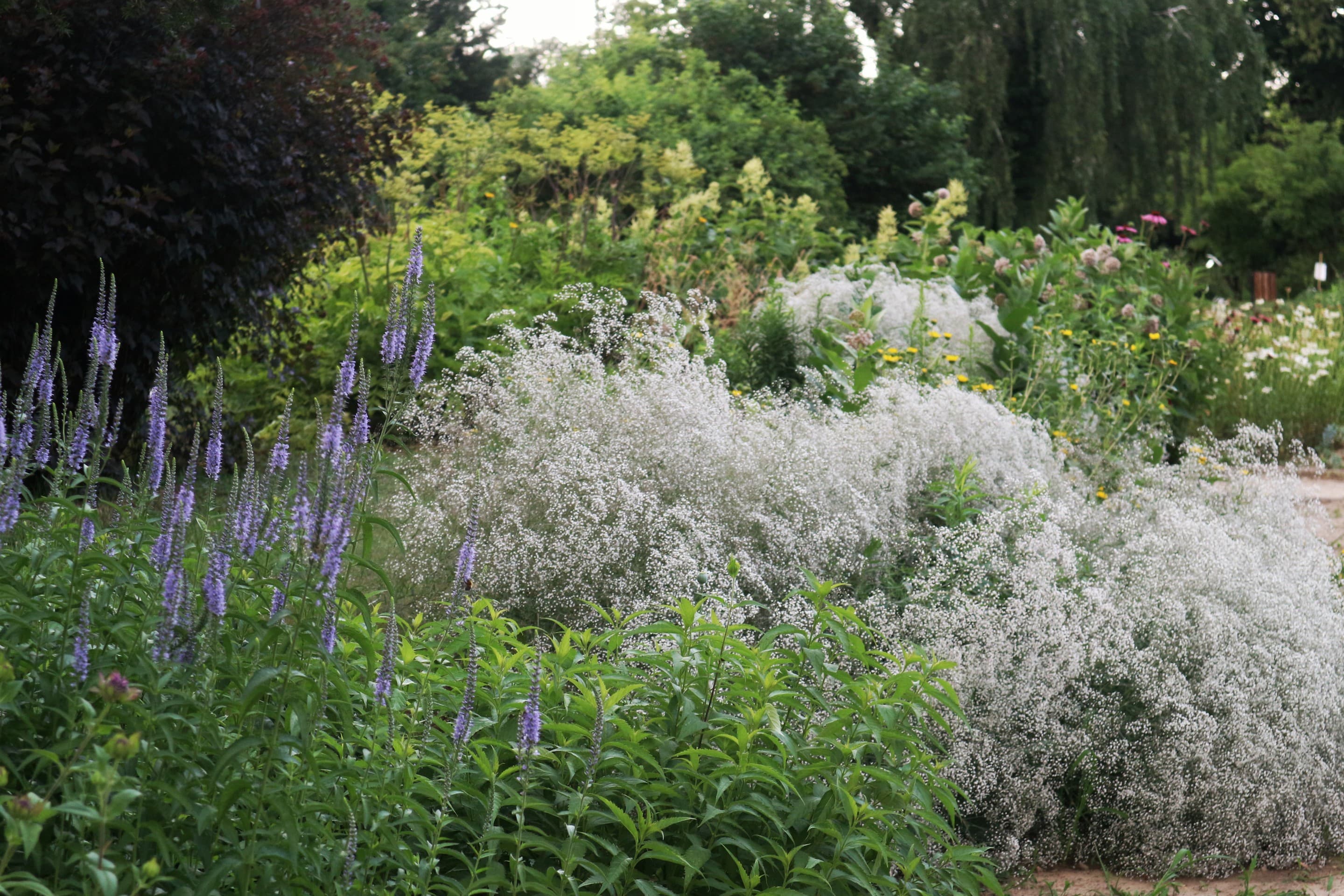 flowers garden