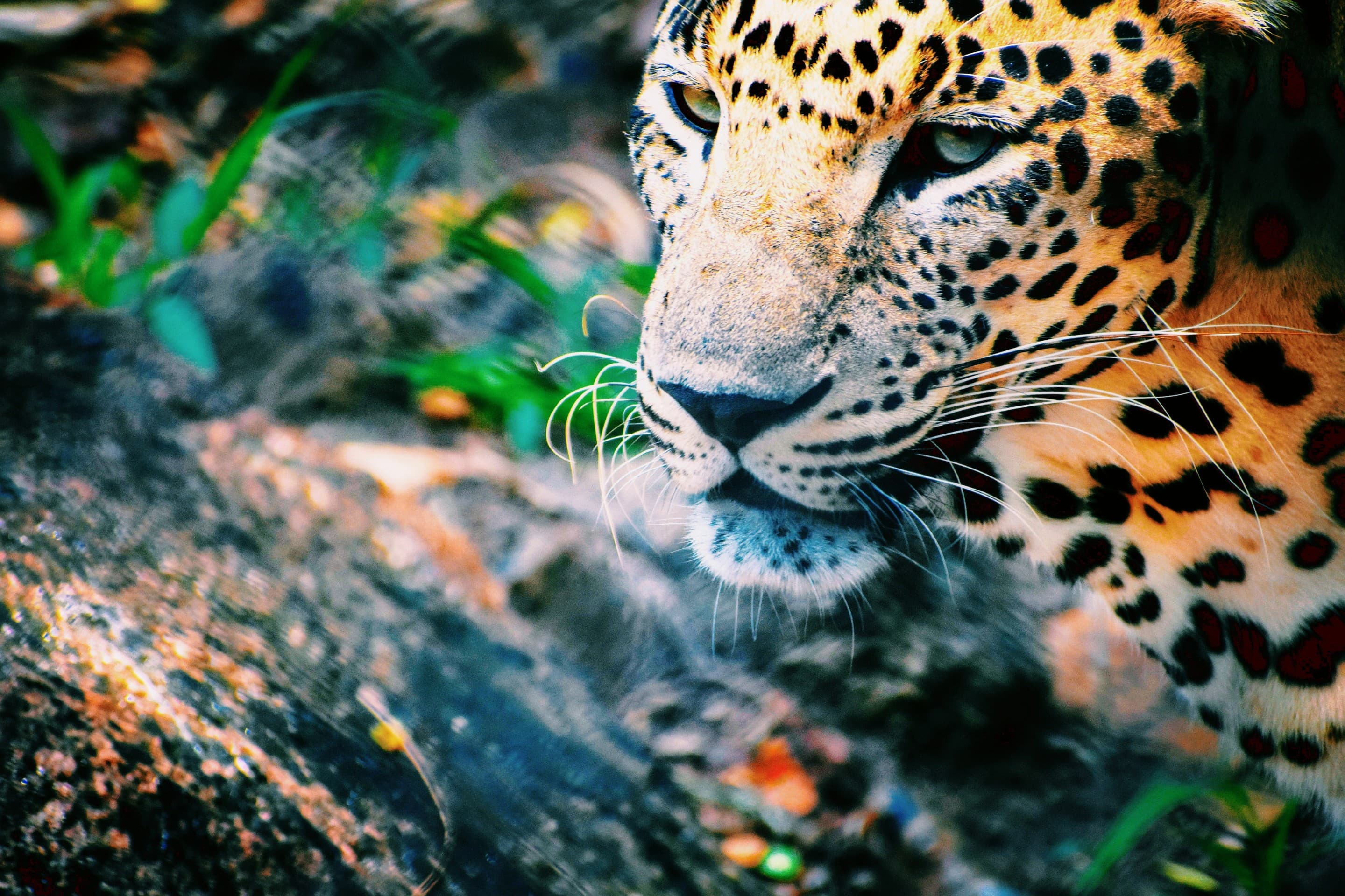 Cheetah