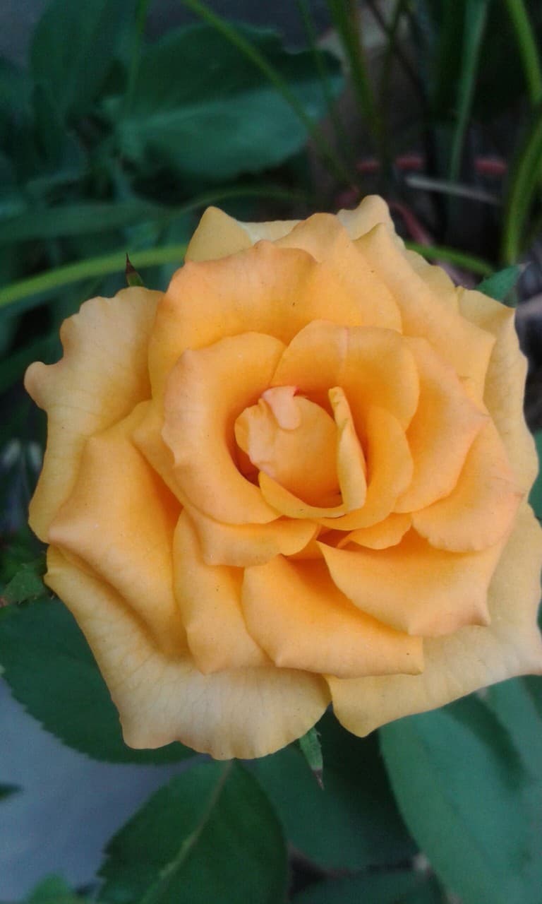 my third bloom