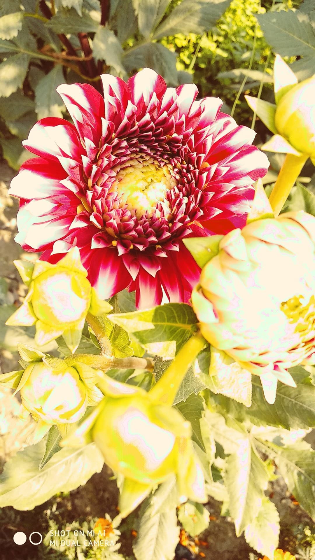 chiku
