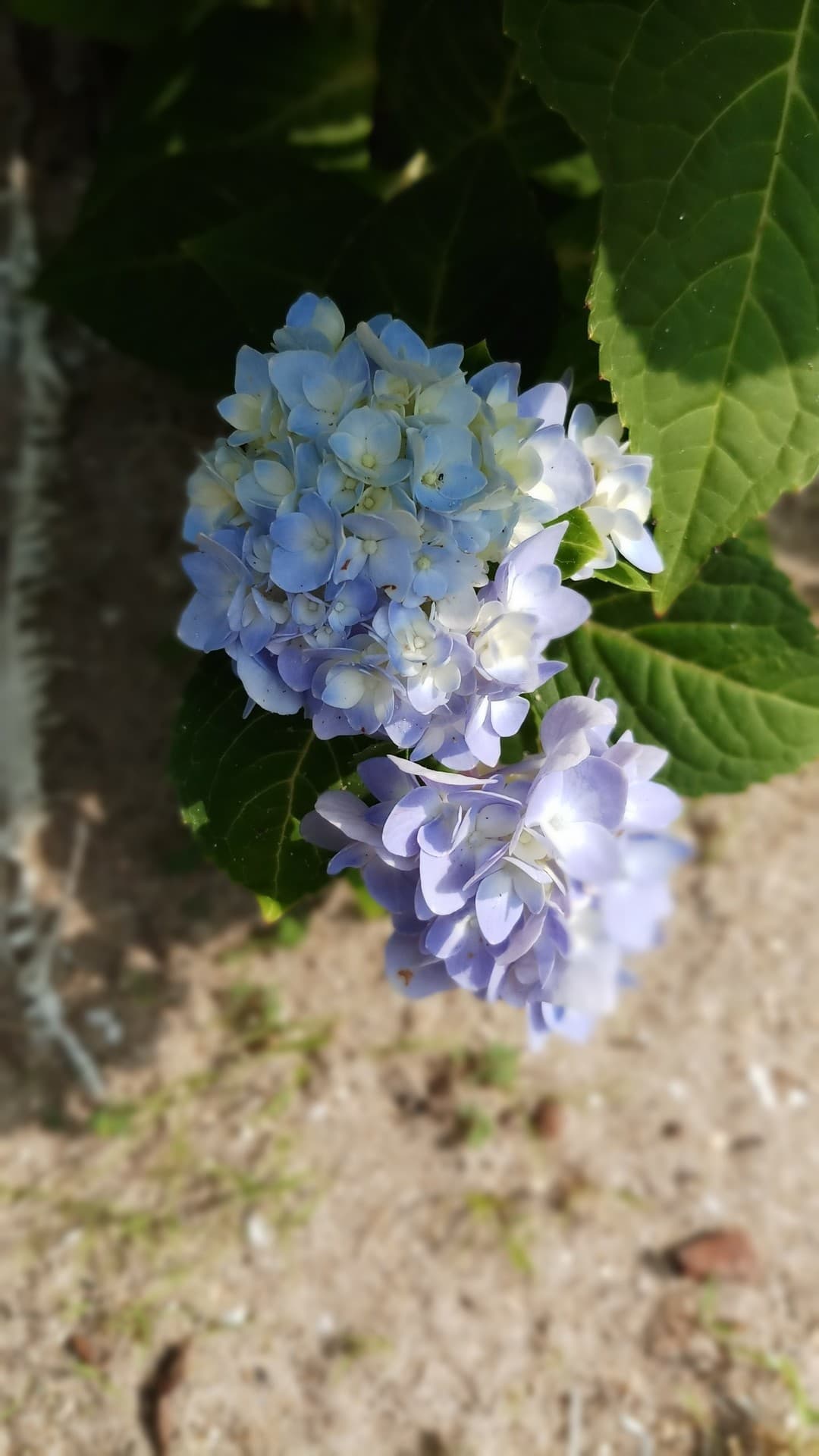 bucket flowers