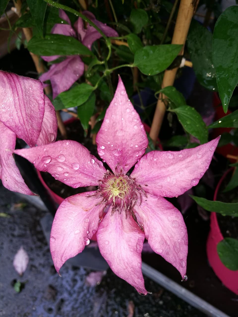 purple rain-drops