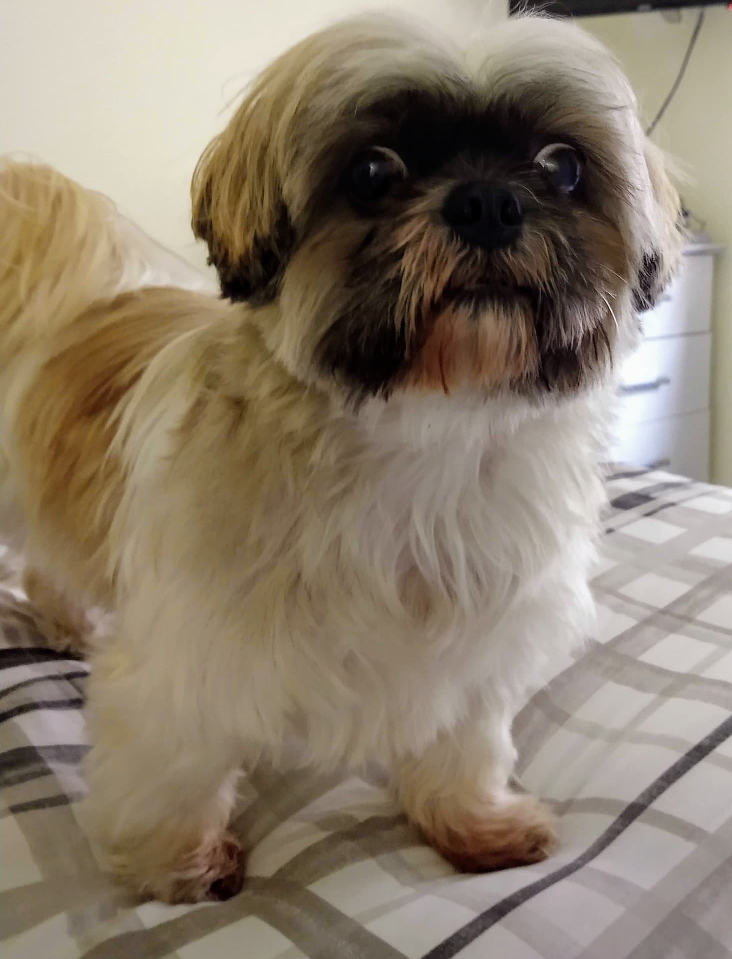 Dog