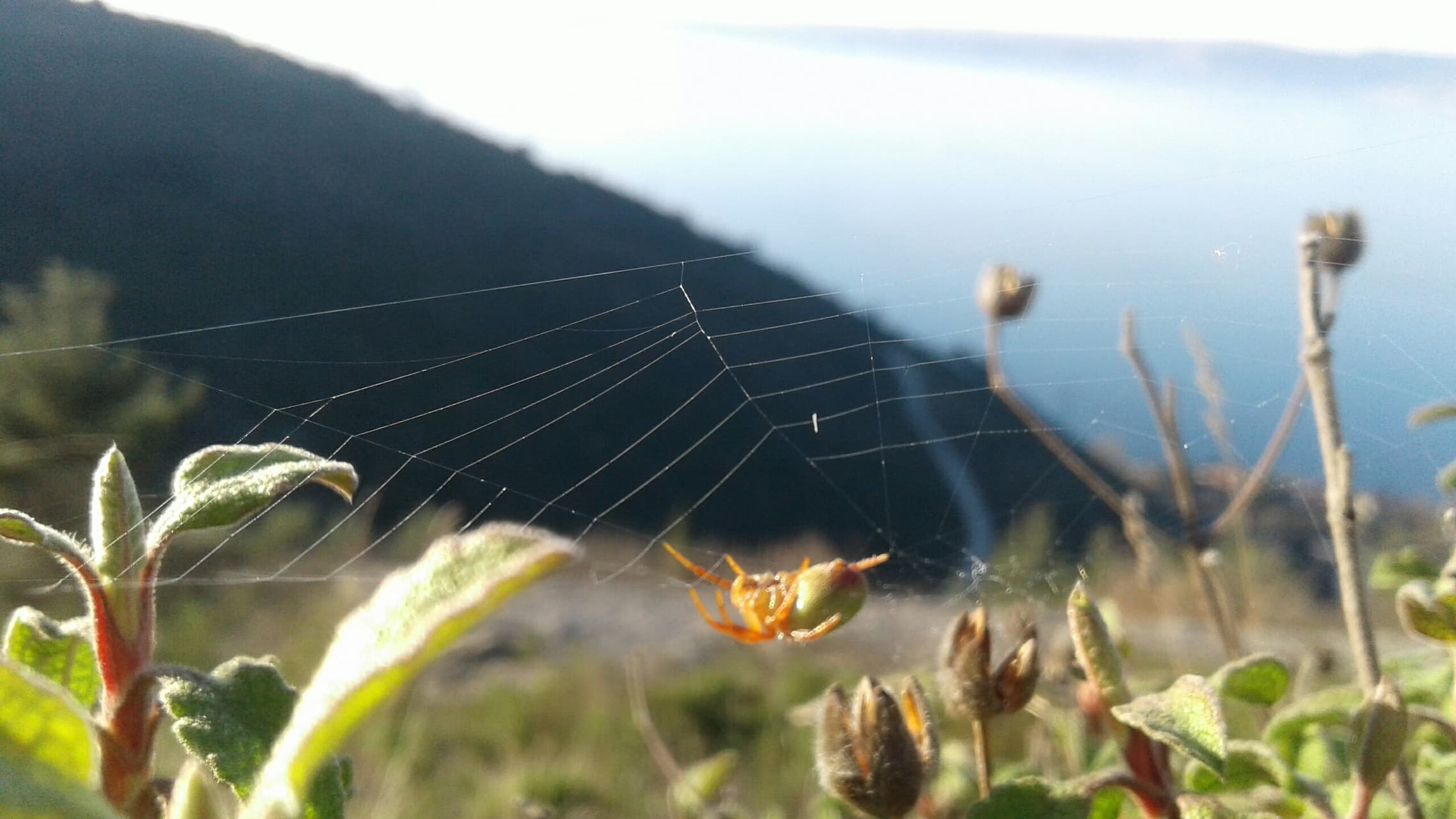 spider