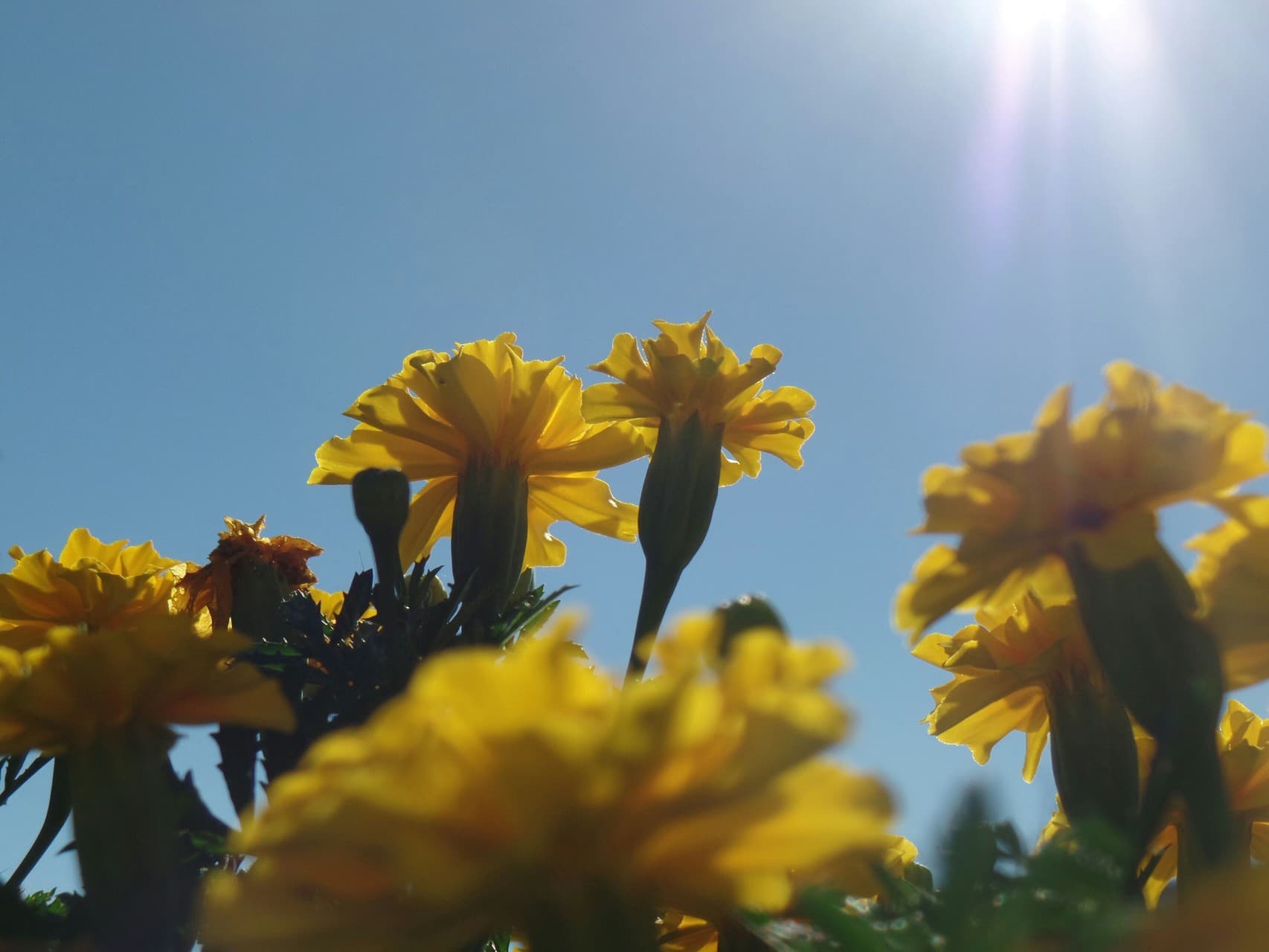 Yellow Flowers