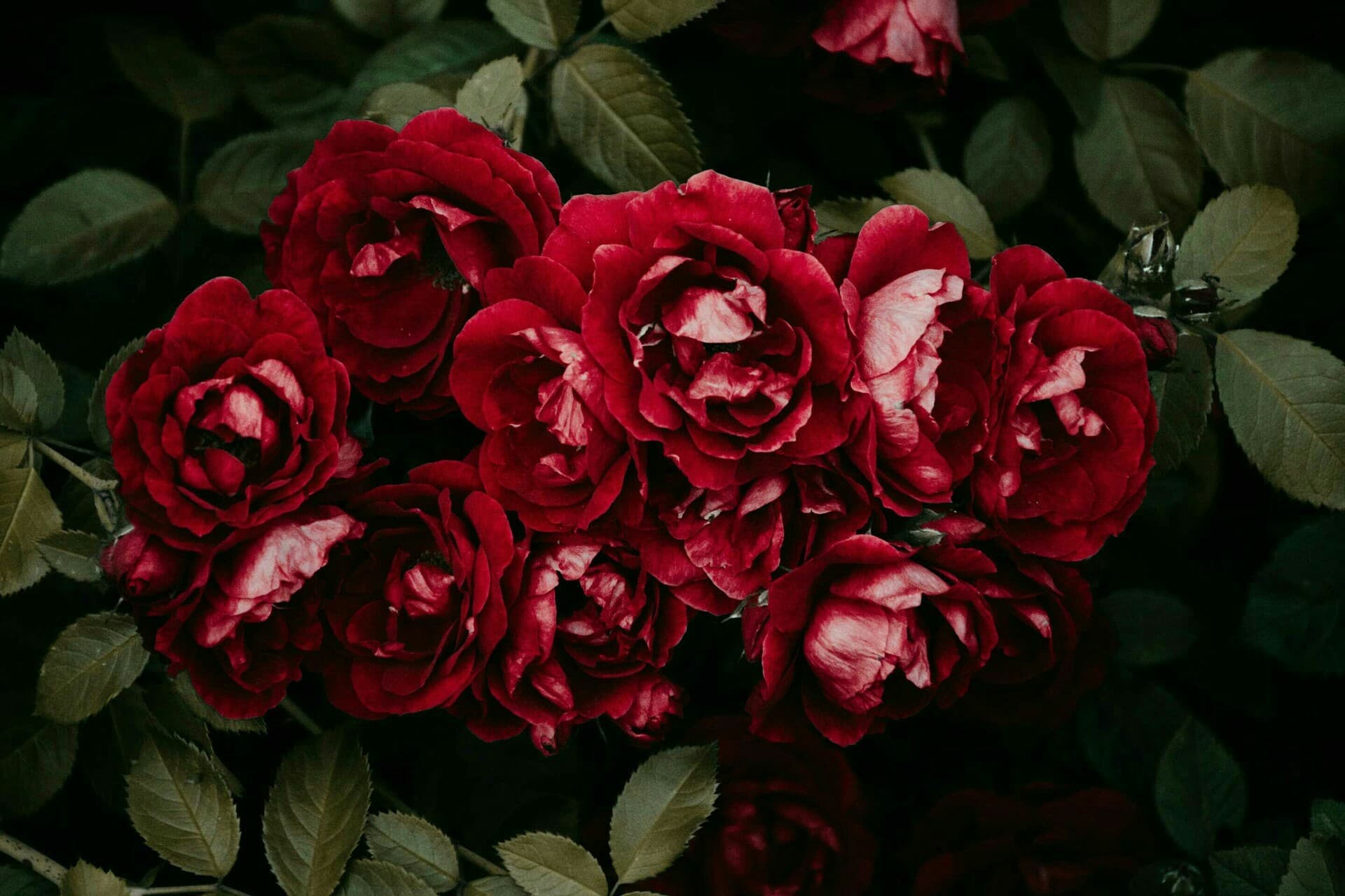flower's