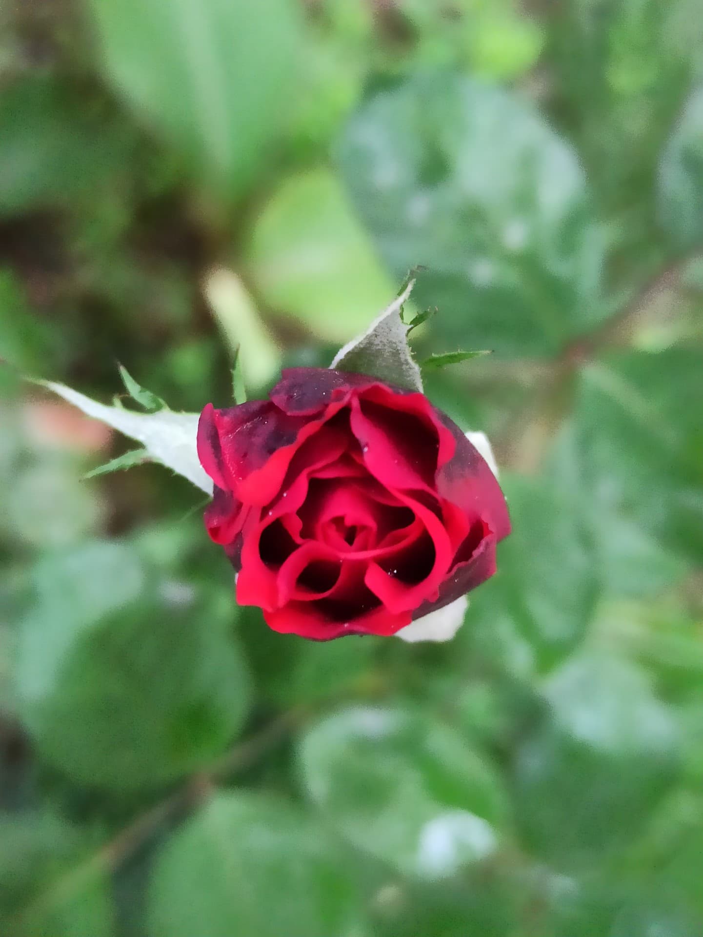 Red  Rose