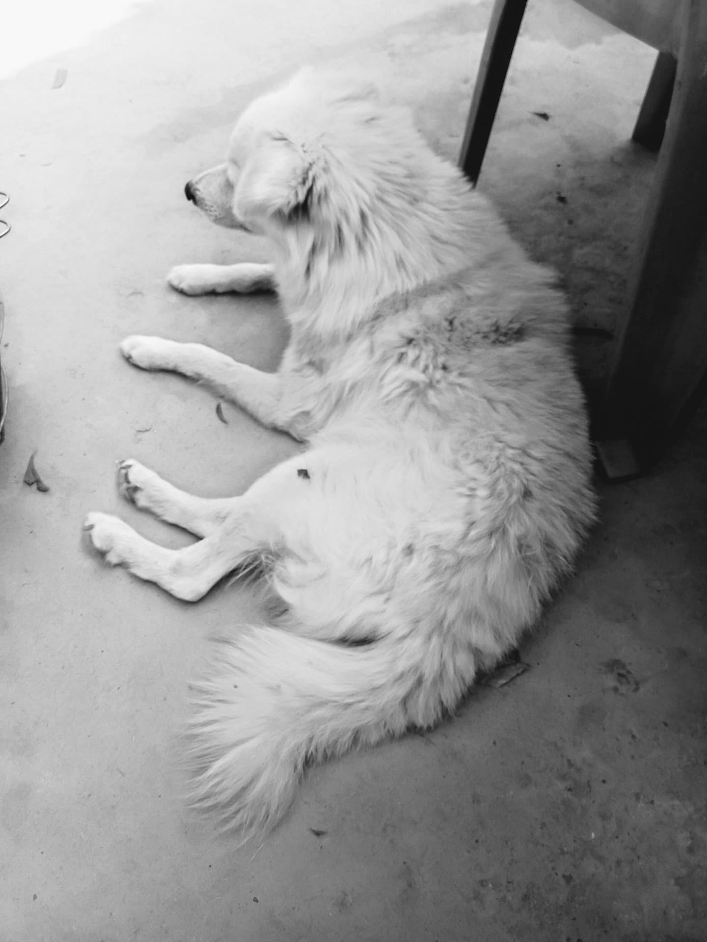 old DOG 11 years