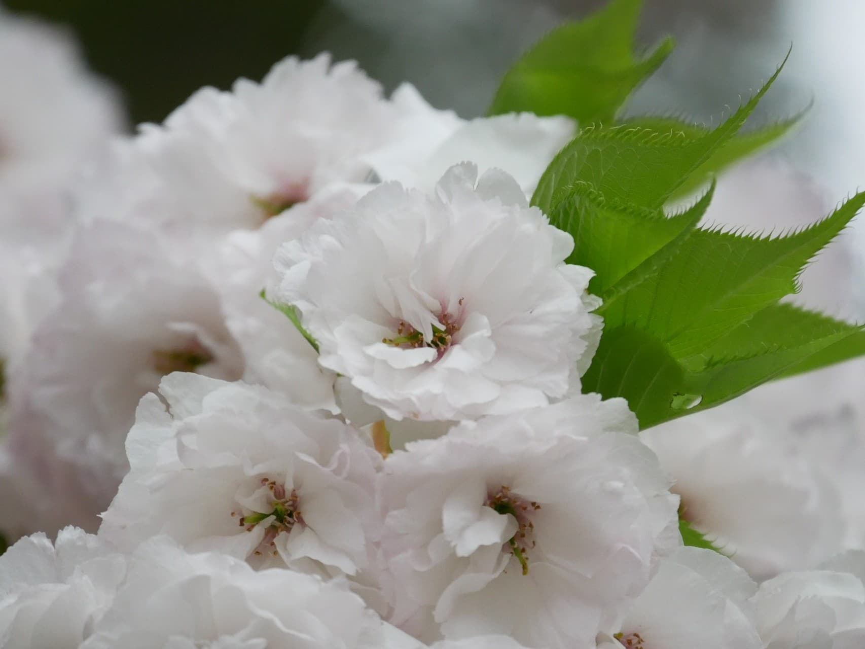 double cherry blossoms