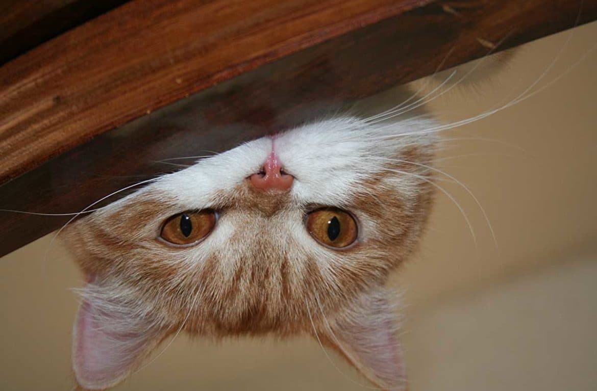 Unusual hunting