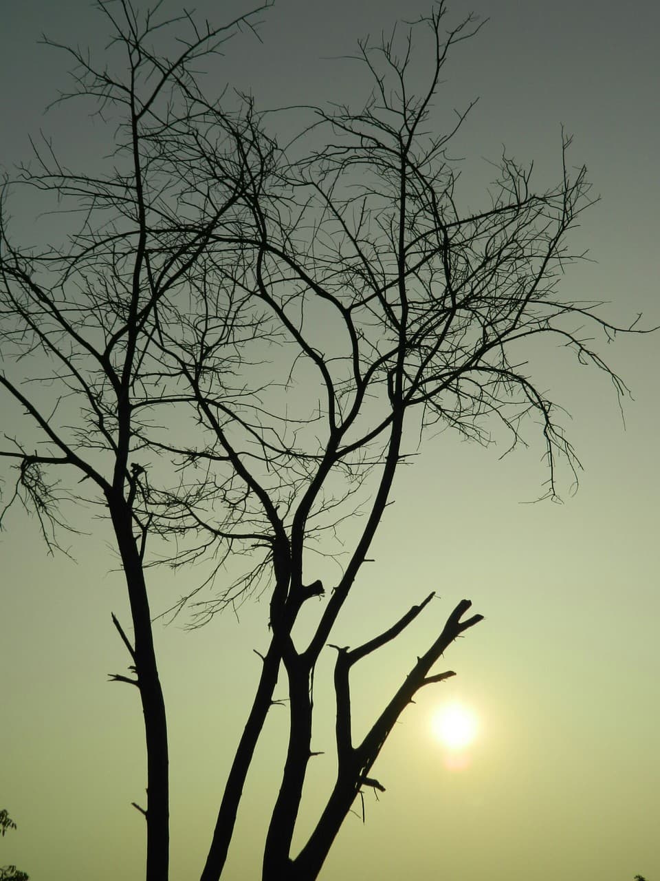 at sunrise