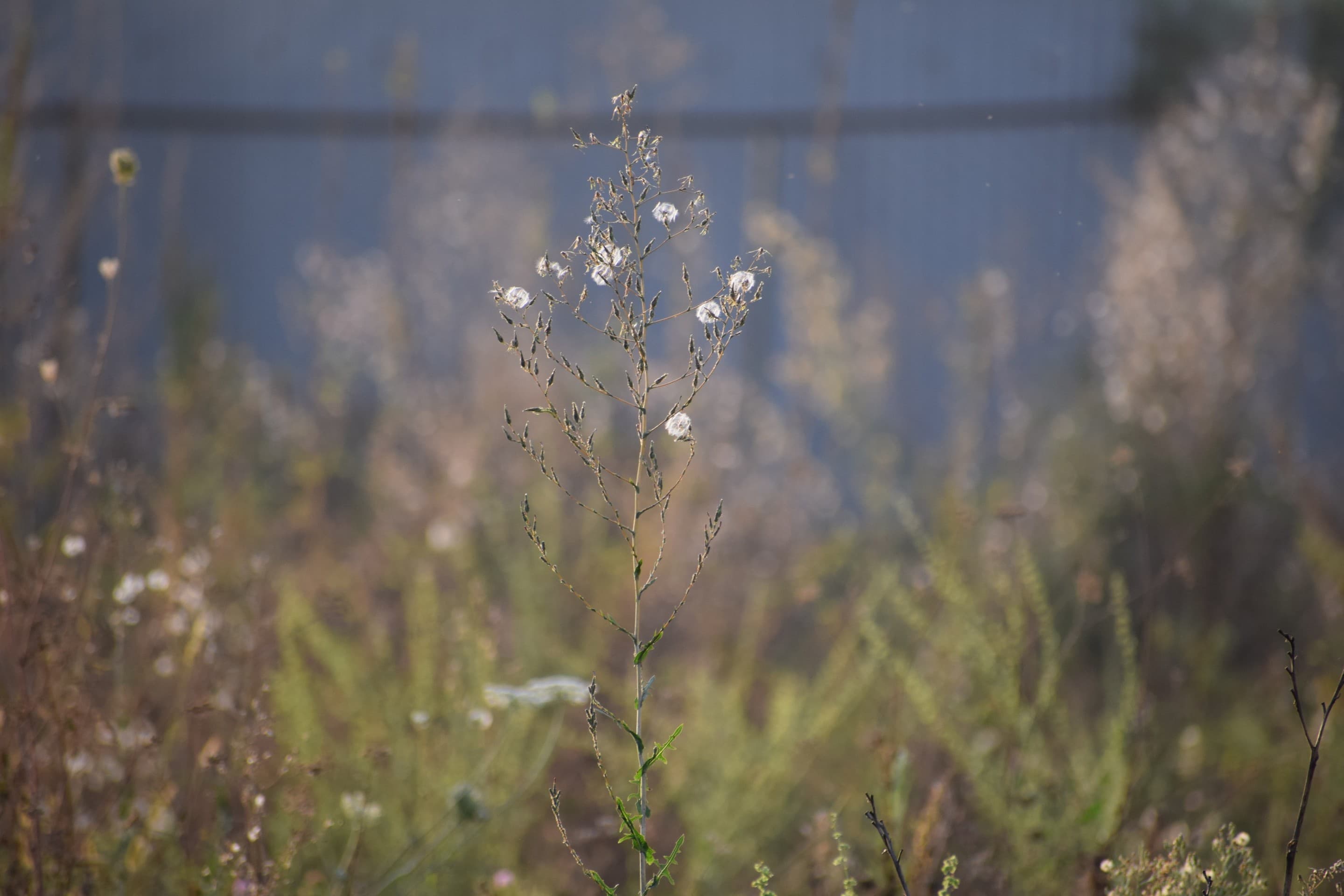 wild Grass
