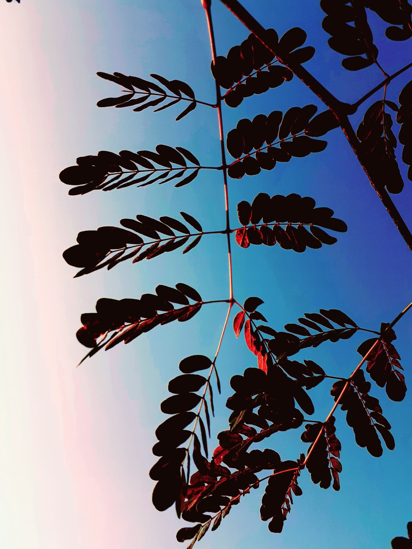 Just the sky and the tree's leaves