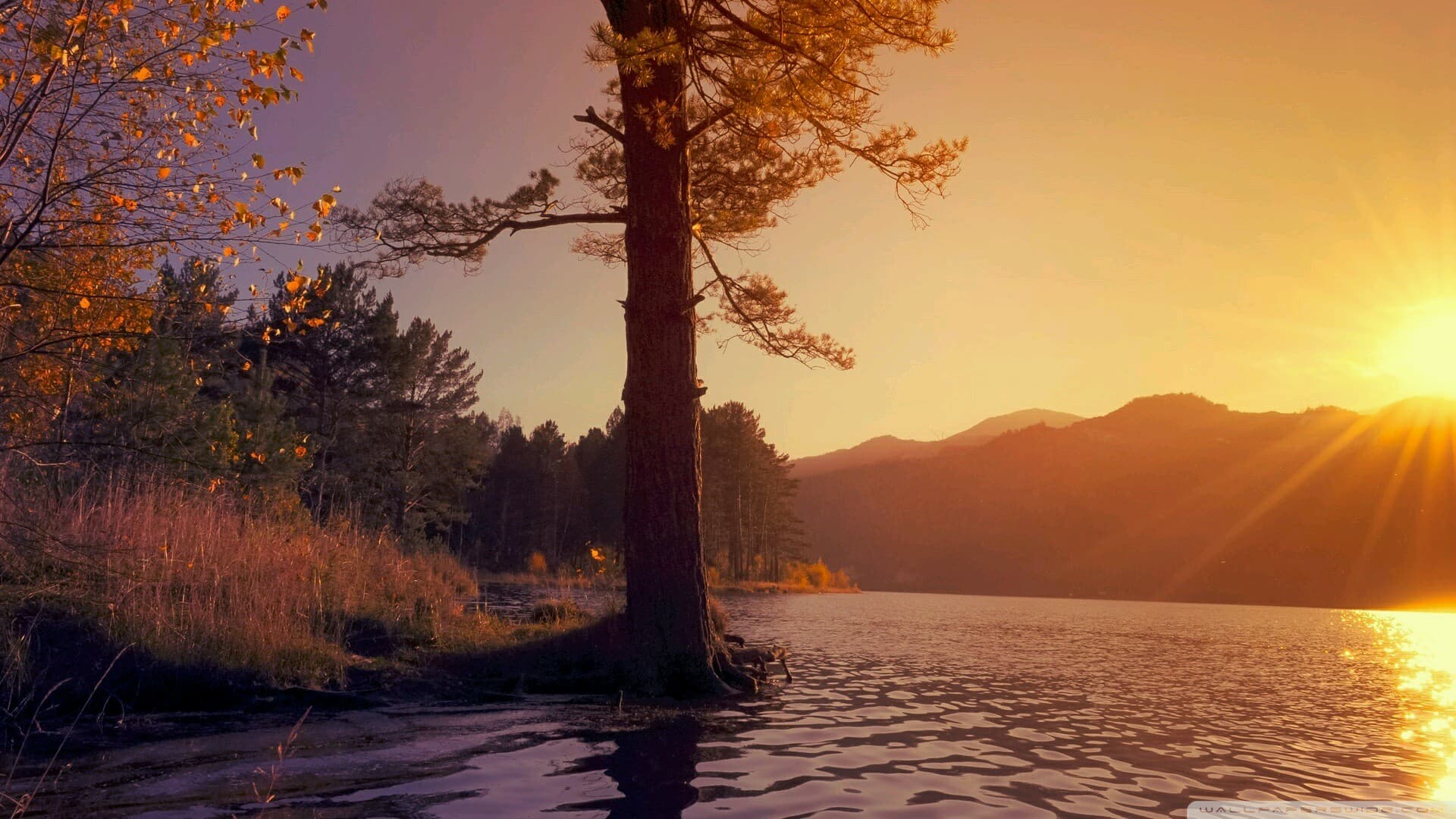 nature