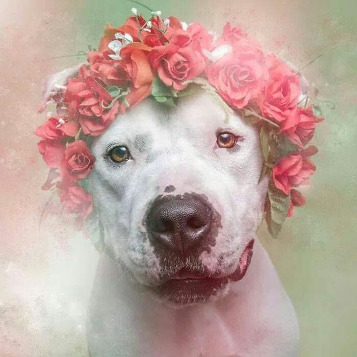 cane