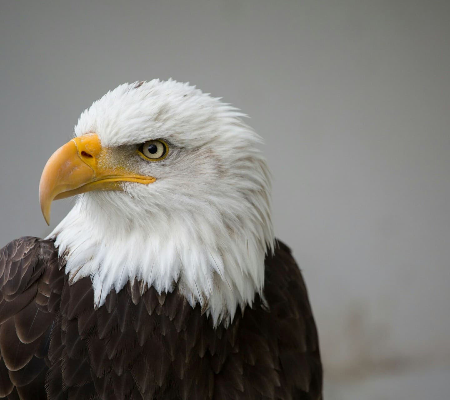eagle