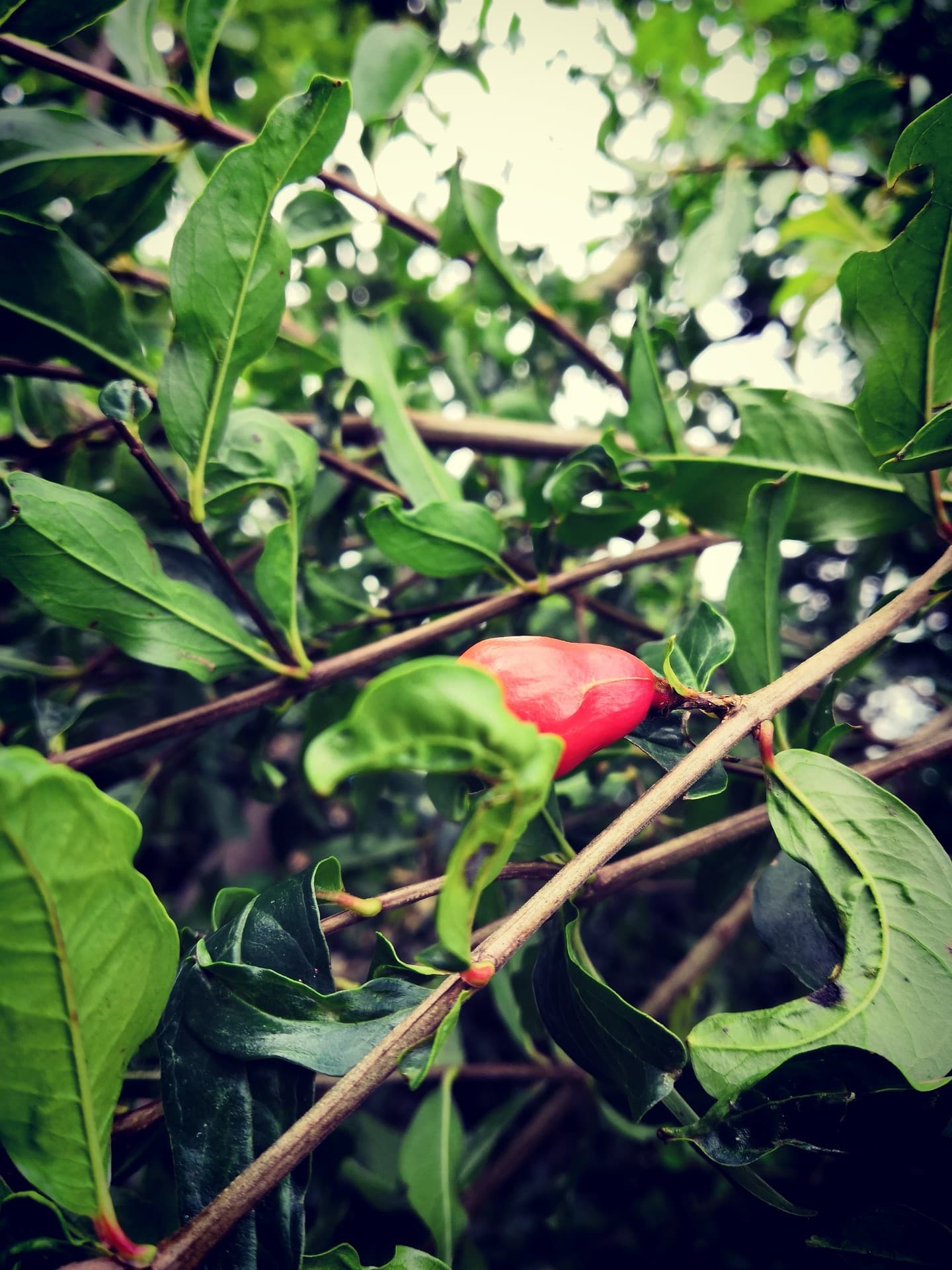 red color