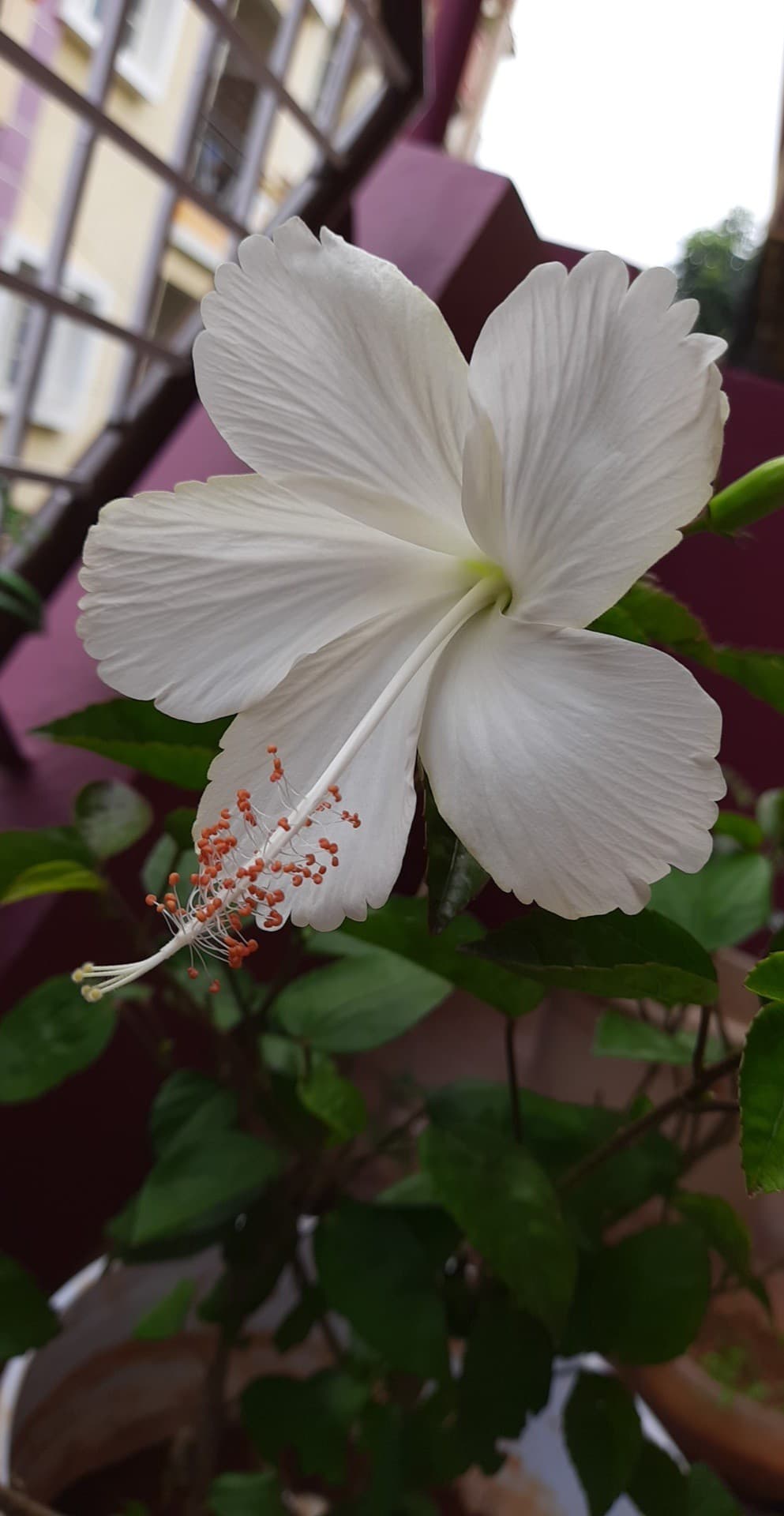 White Hibiscus