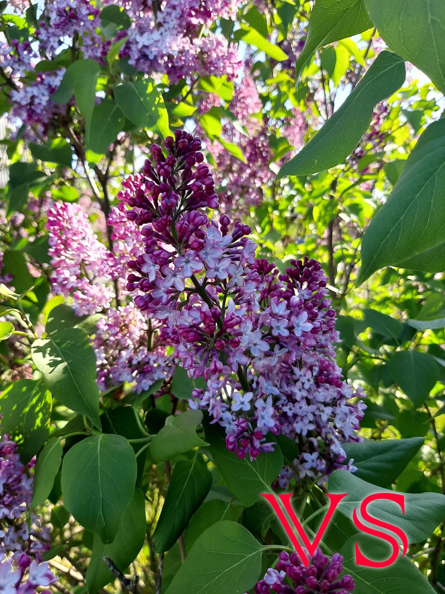 lilac