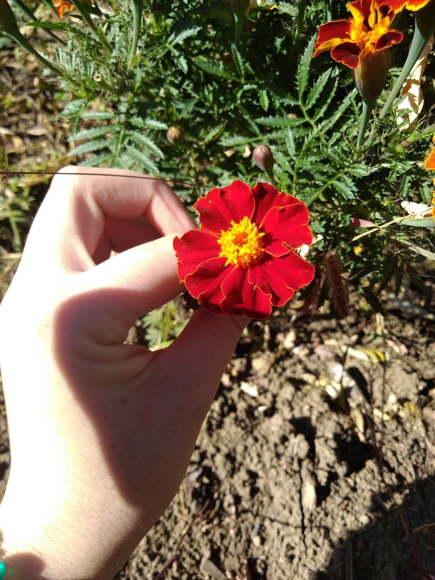 ☀