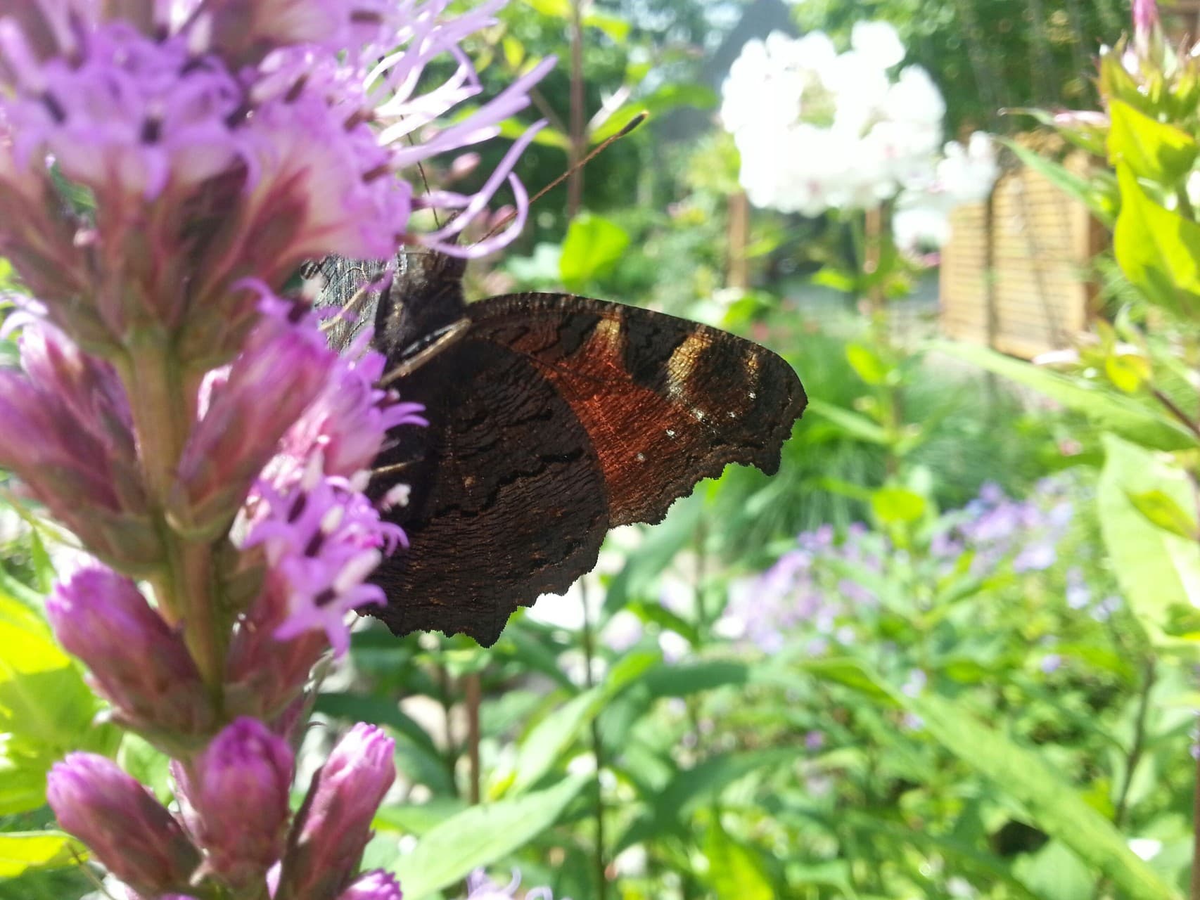 butterfly