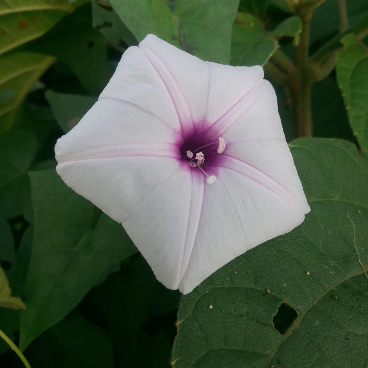 Beautiful flower