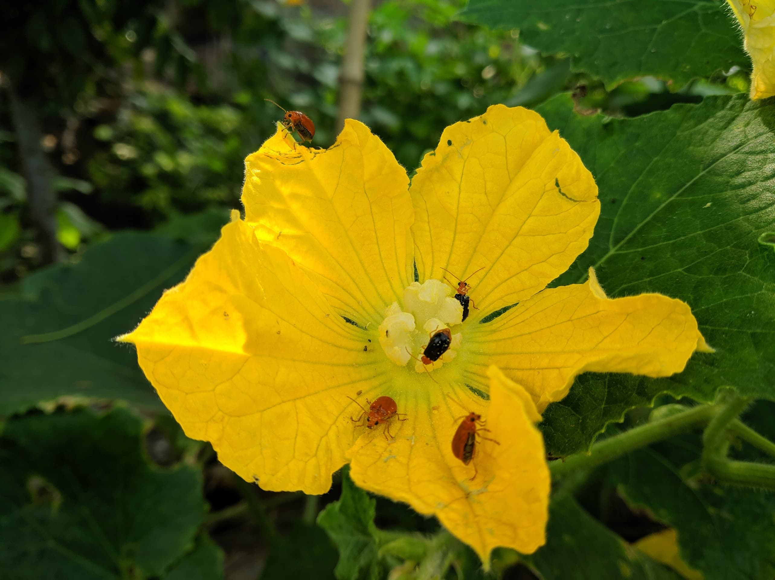 winter vegetables flower