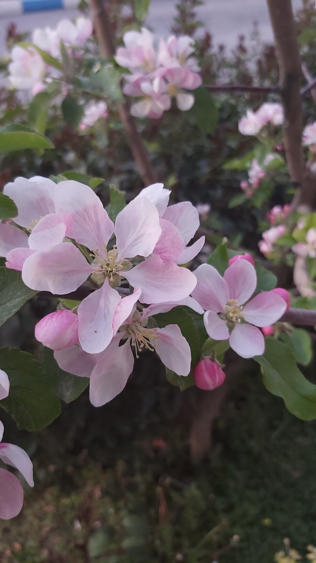 blossoms