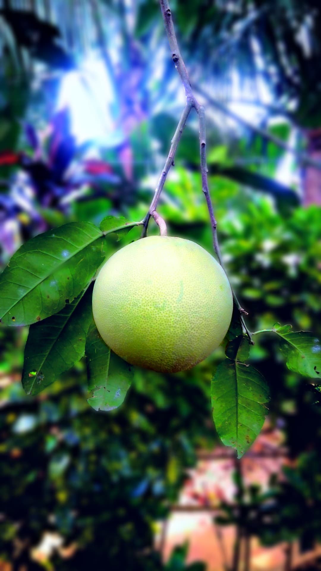 frrot