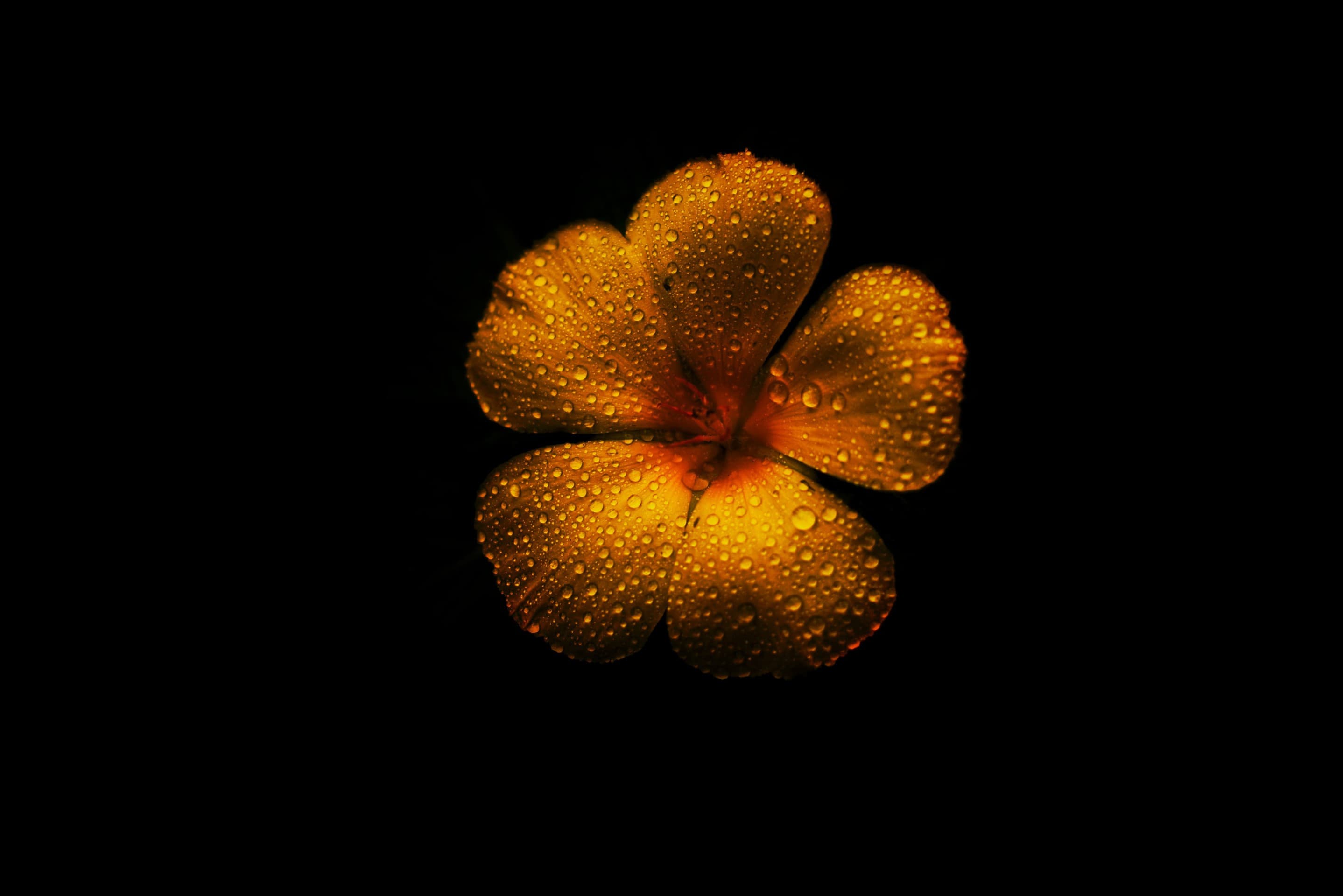 Yellow flower