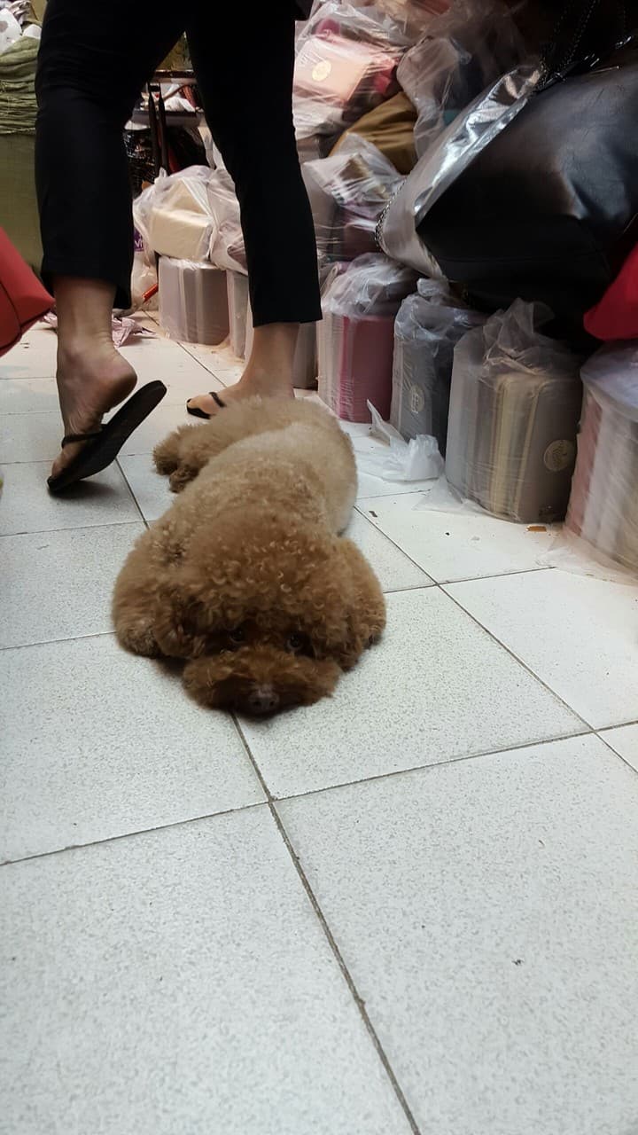 Furball