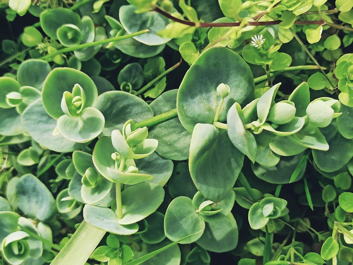 Plant