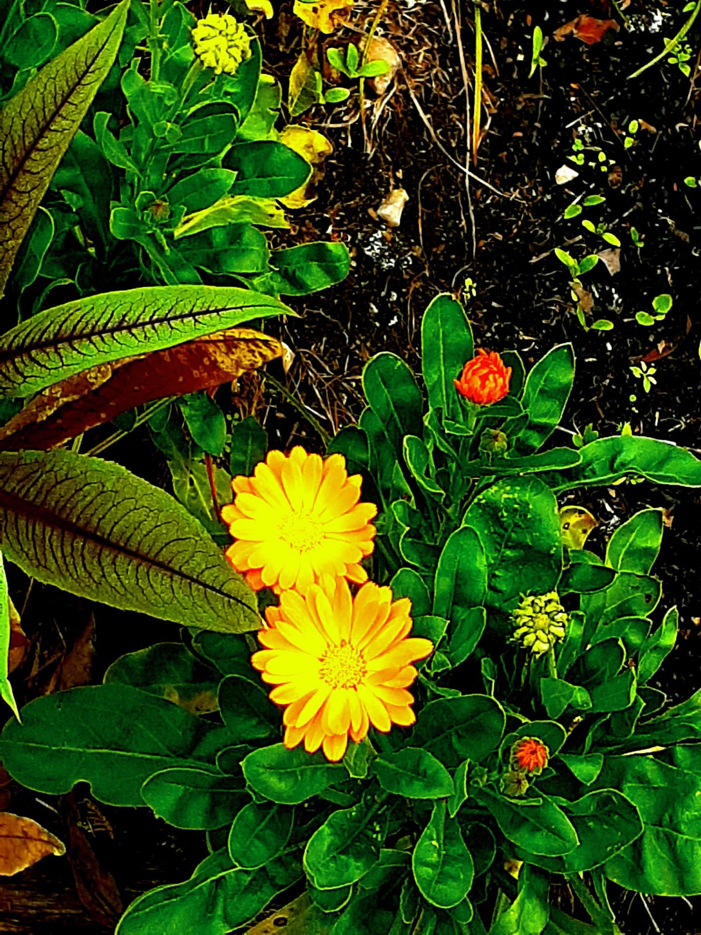 flower