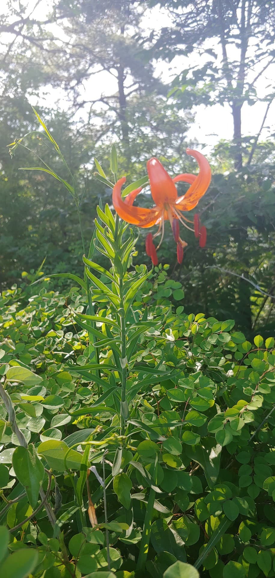 a wildflower^^