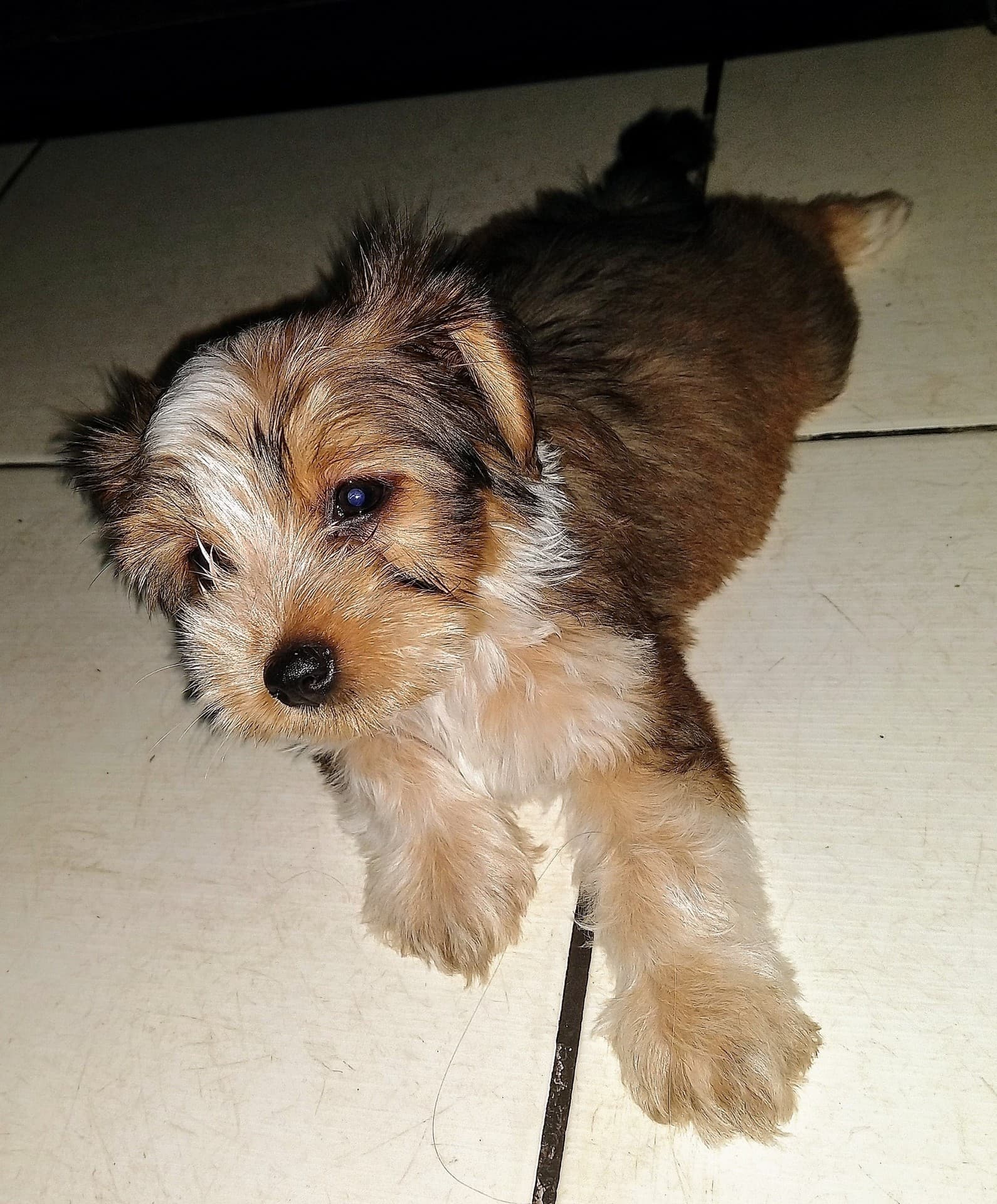 cachorro