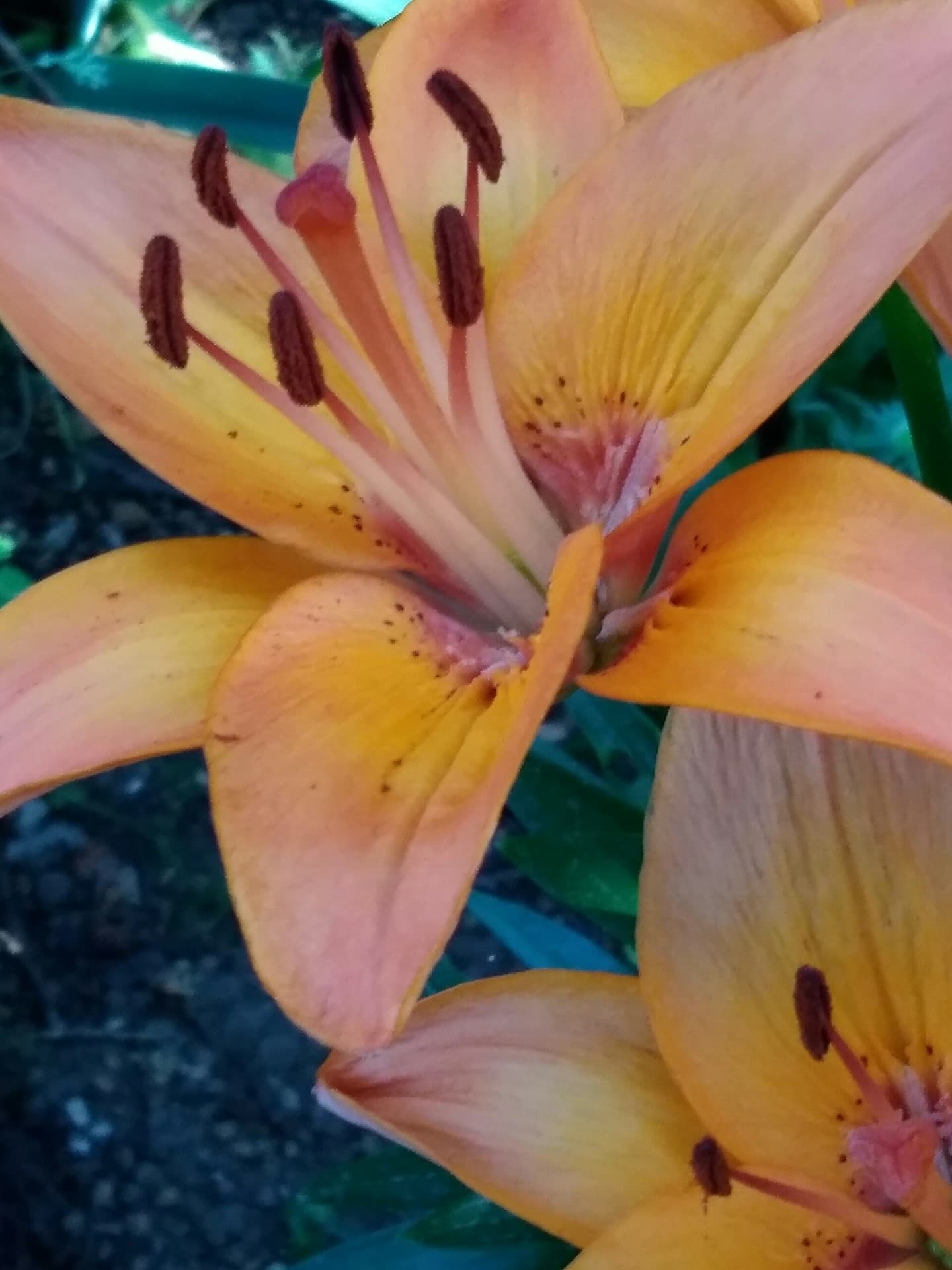 flower
