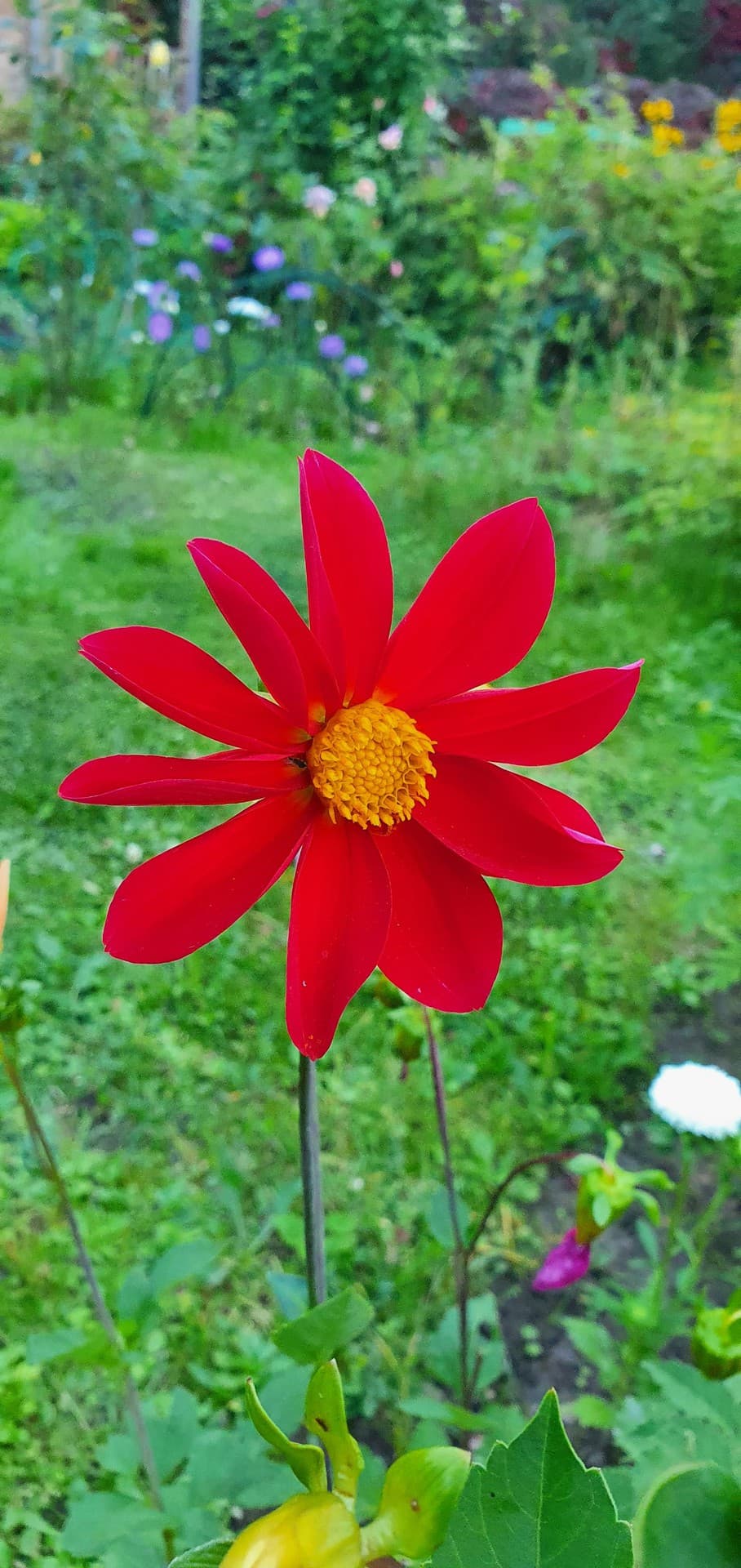 red flower
