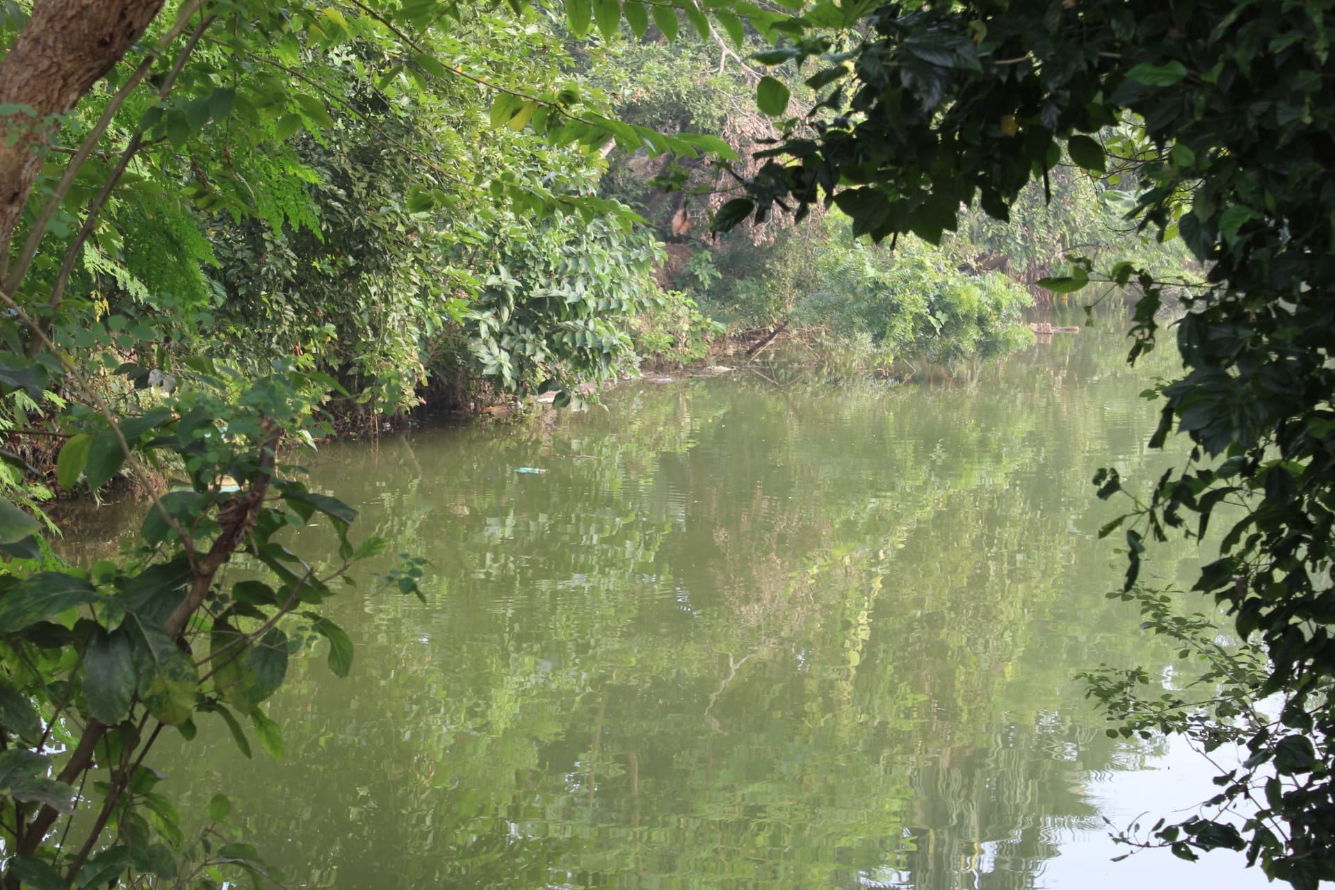 village pond