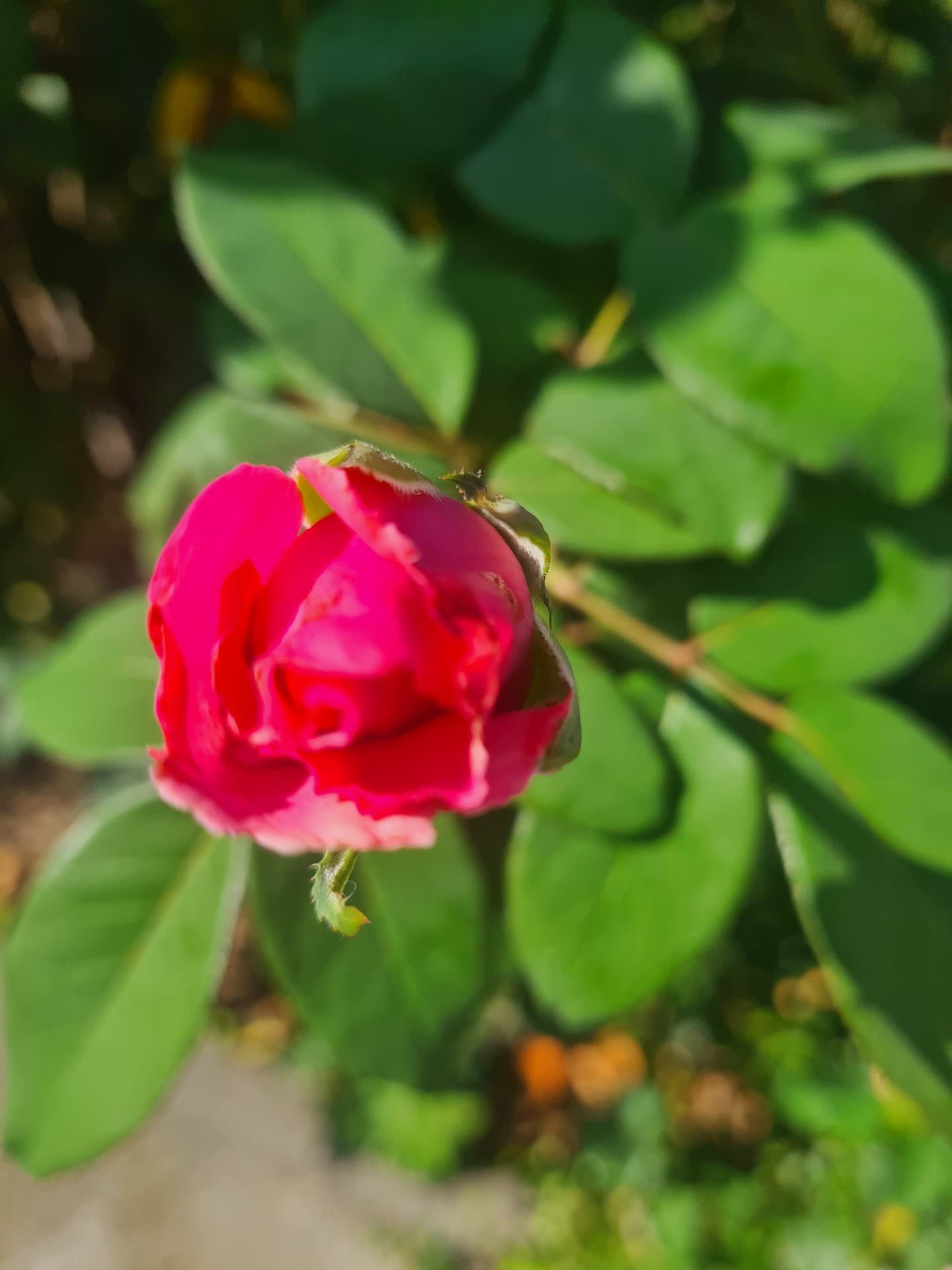 장미, 핑크 배경화면