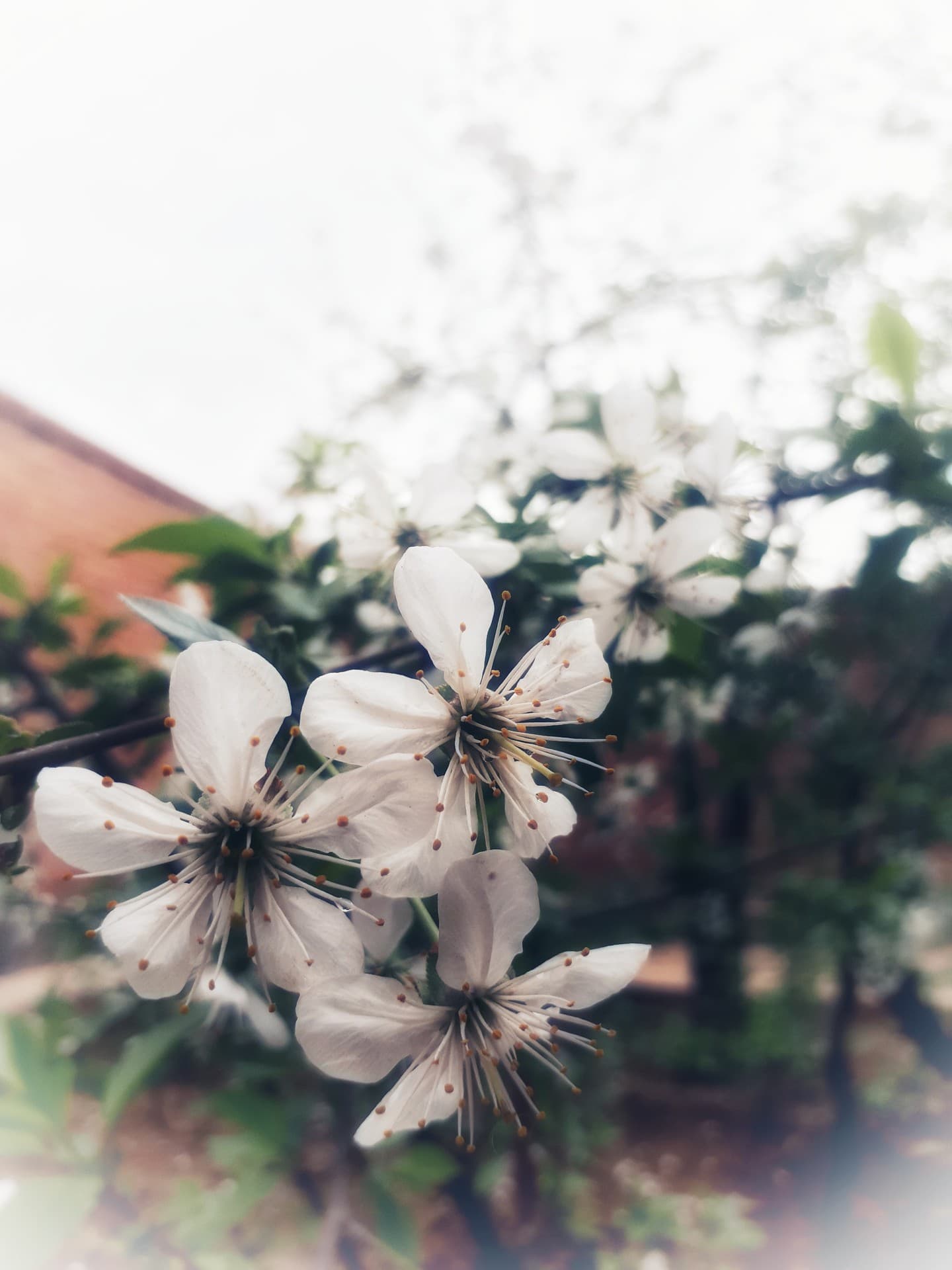 bloom