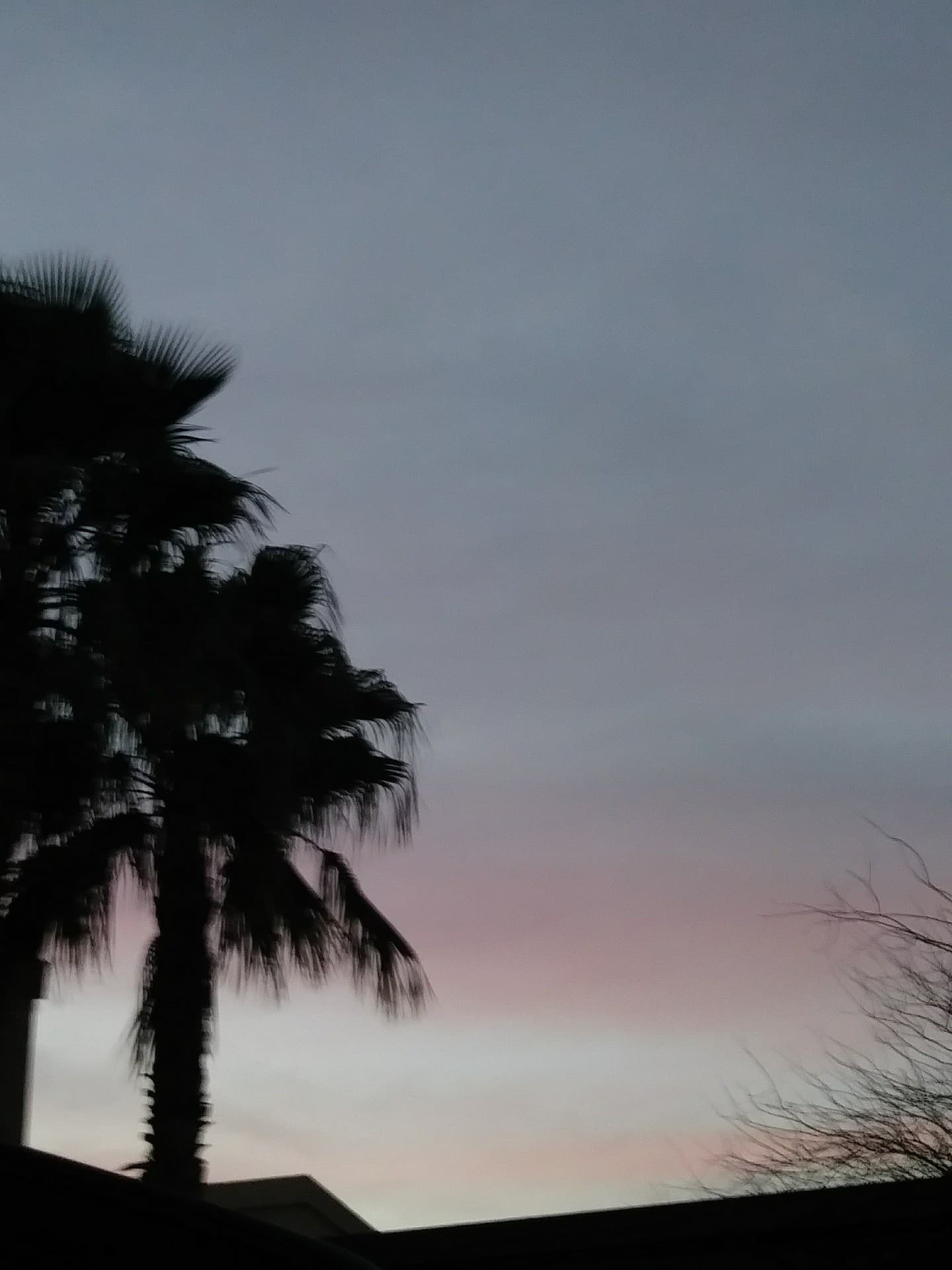 Trees